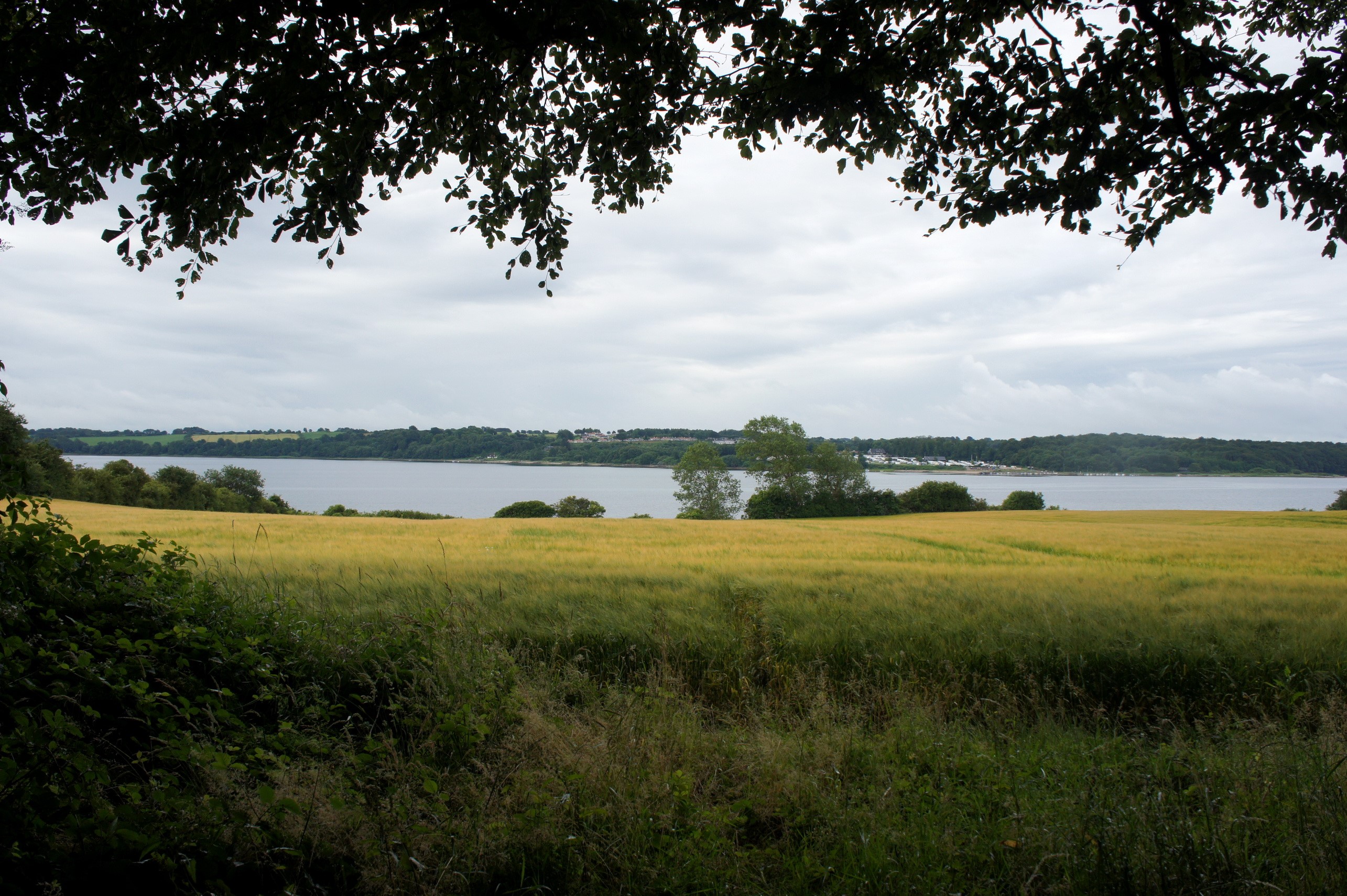 Field of wheat by a lake under a cloudy sky HD Wallpaper