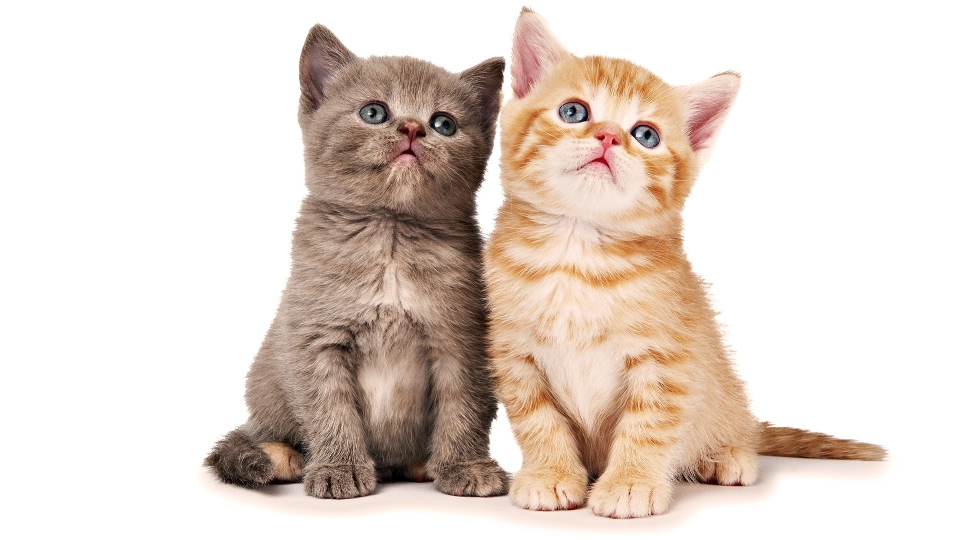 Two cute kittens sitting and looking up HD Wallpaper