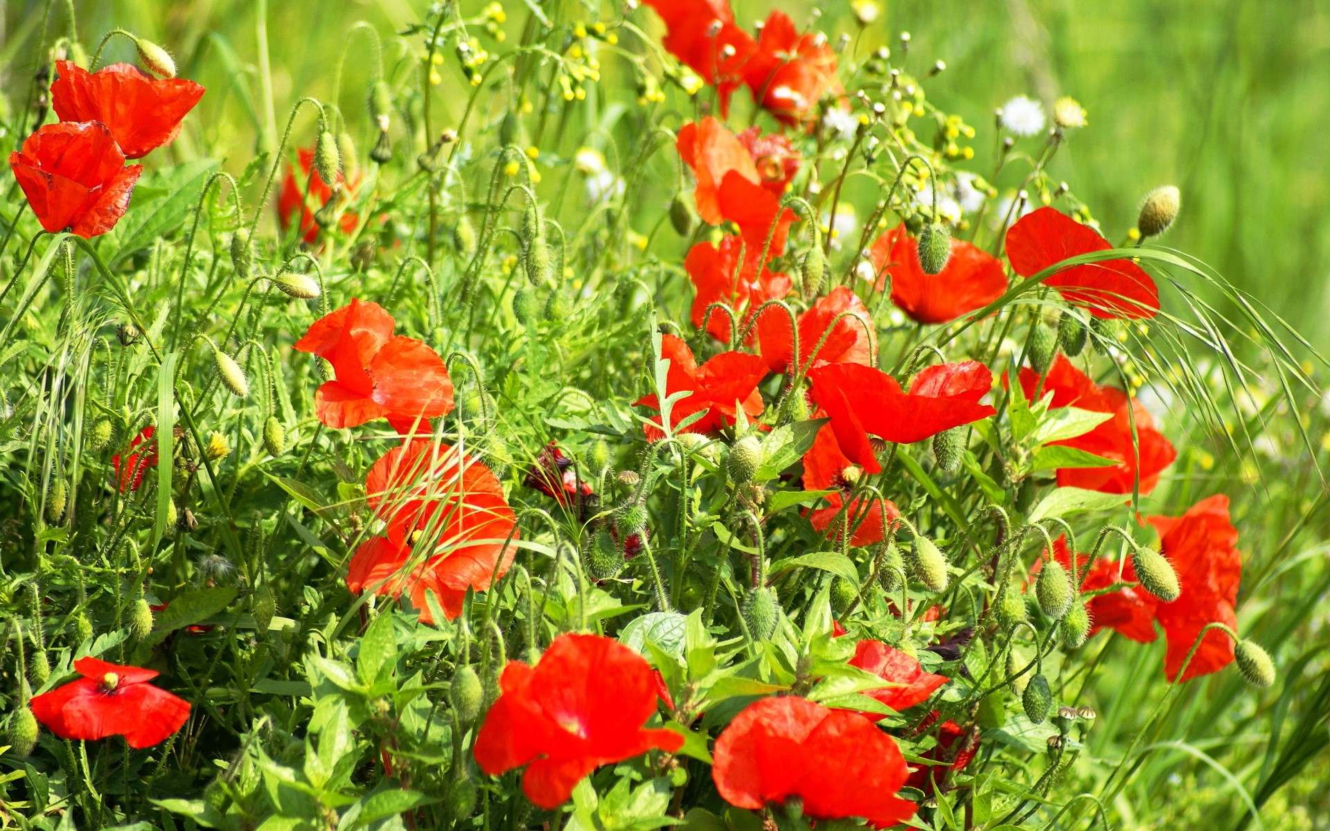 Field of red poppies and green grass HD Wallpaper