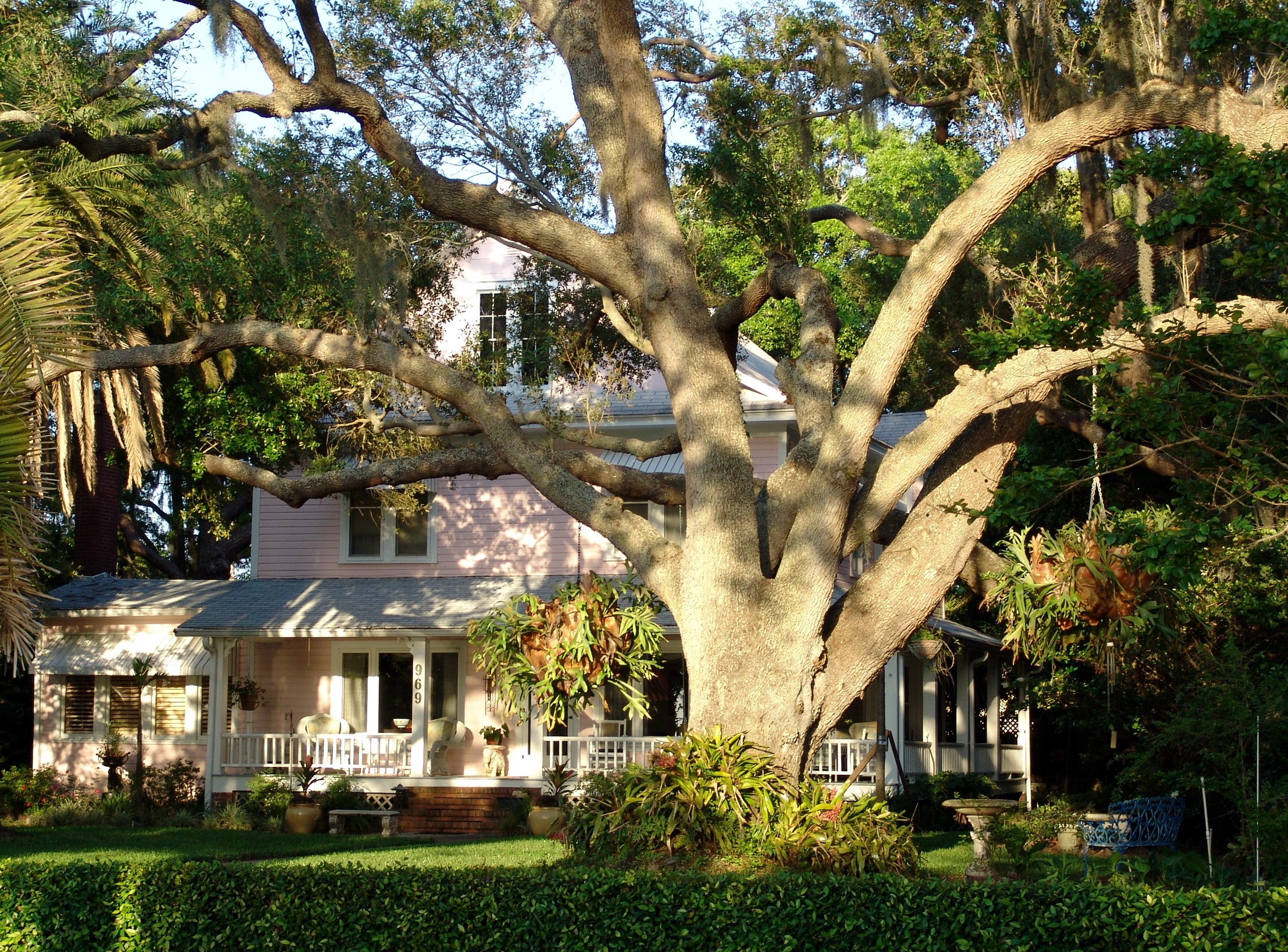 Pink house with large oak tree in Florida HD Wallpaper