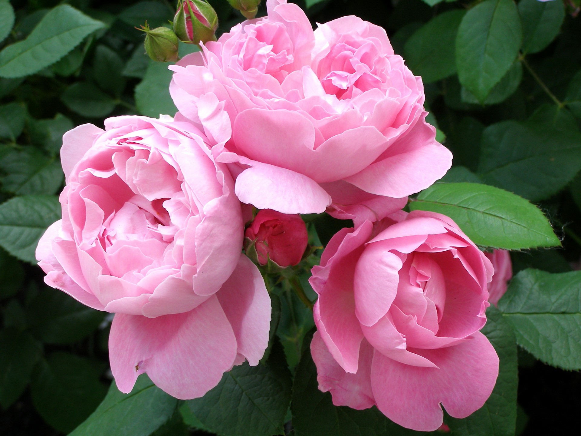 Pink roses with green leaves and buds HD Wallpaper