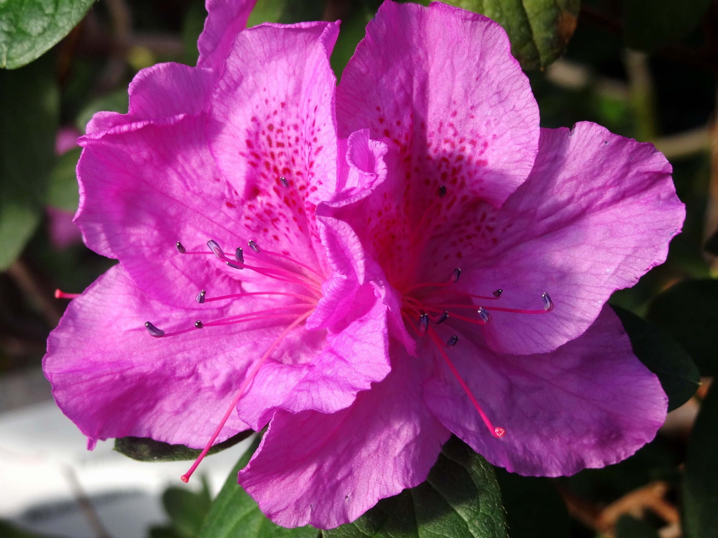 Close-up of two pink Rhododendron flowers HD Wallpaper