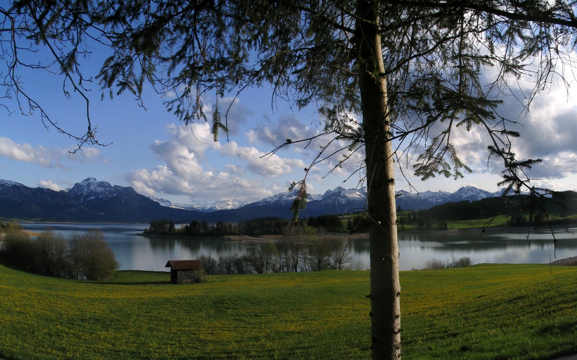 Lake and mountains with a tree in the foreground HD Wallpaper