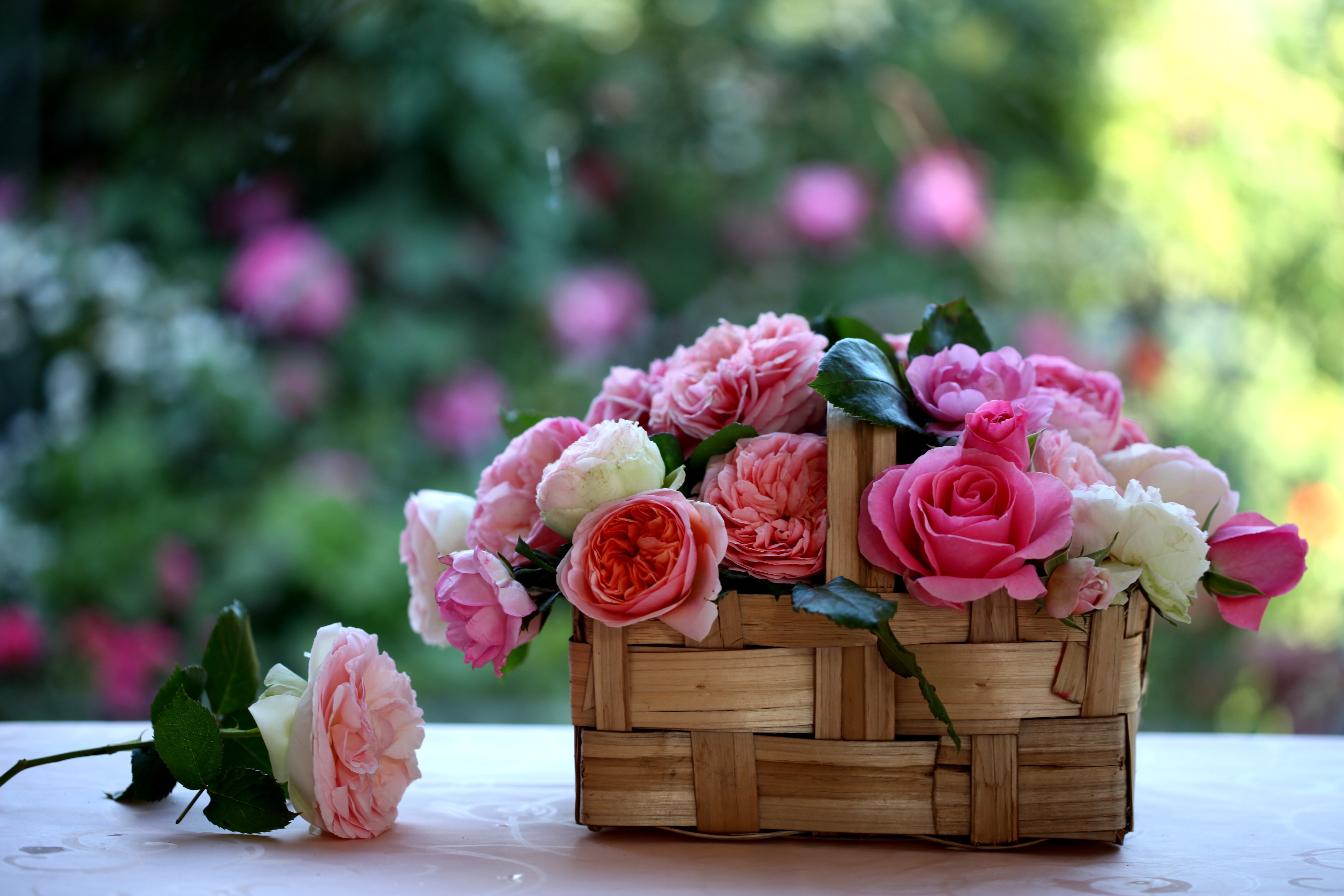 Basket of Roses HD Wallpaper