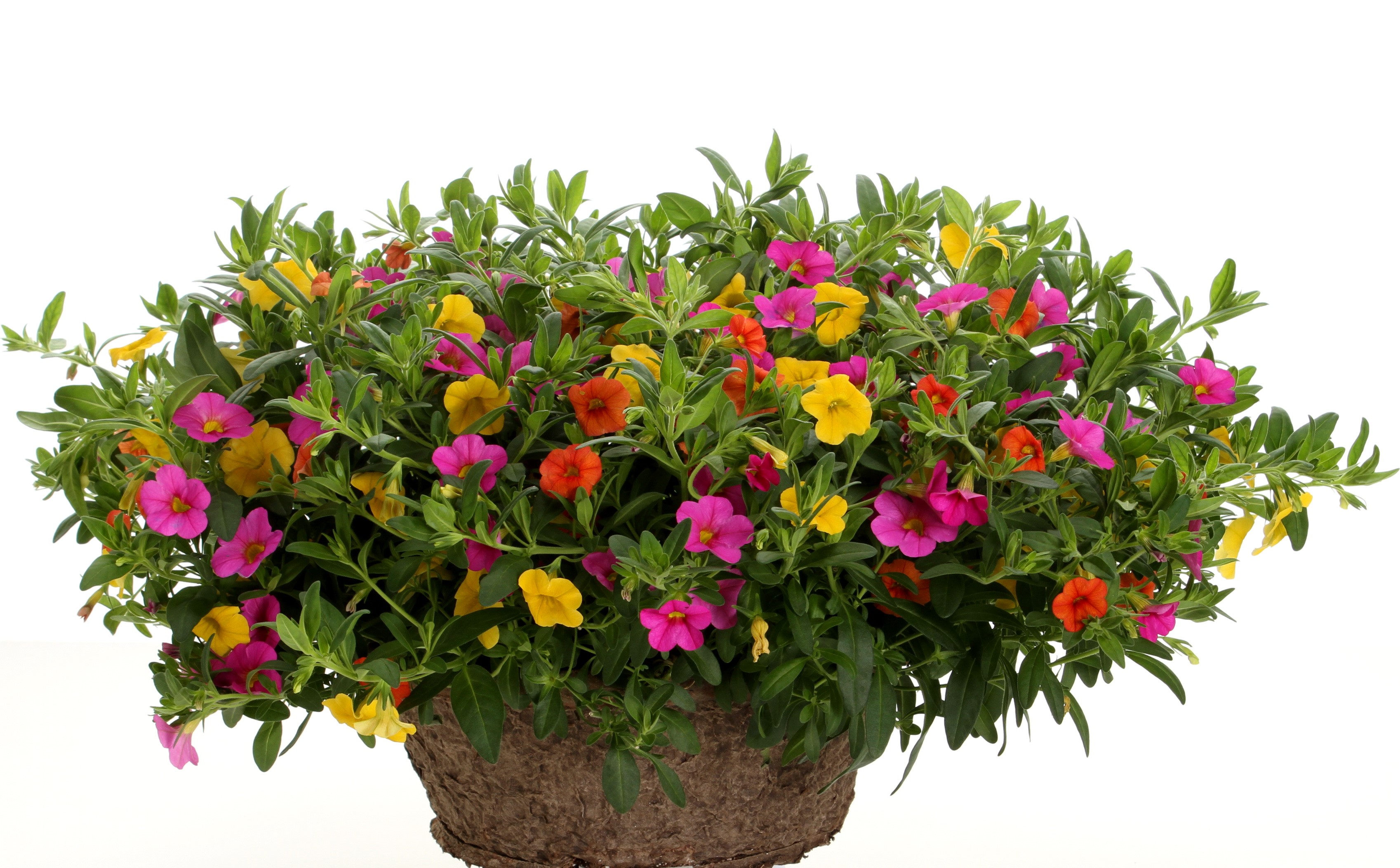 Calibrachoa flowers in a basket HD Wallpaper