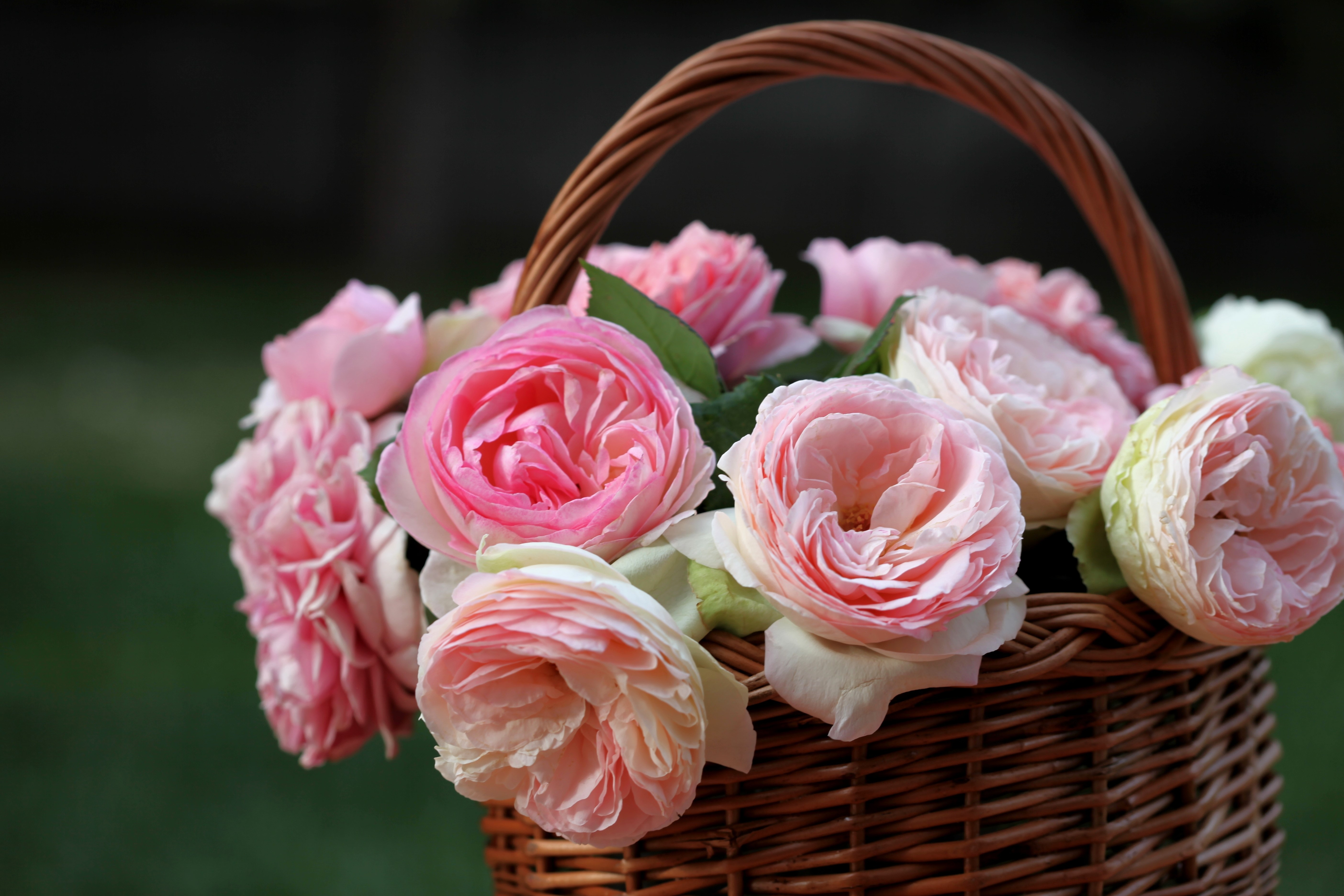 Pink roses in a wicker basket HD Wallpaper