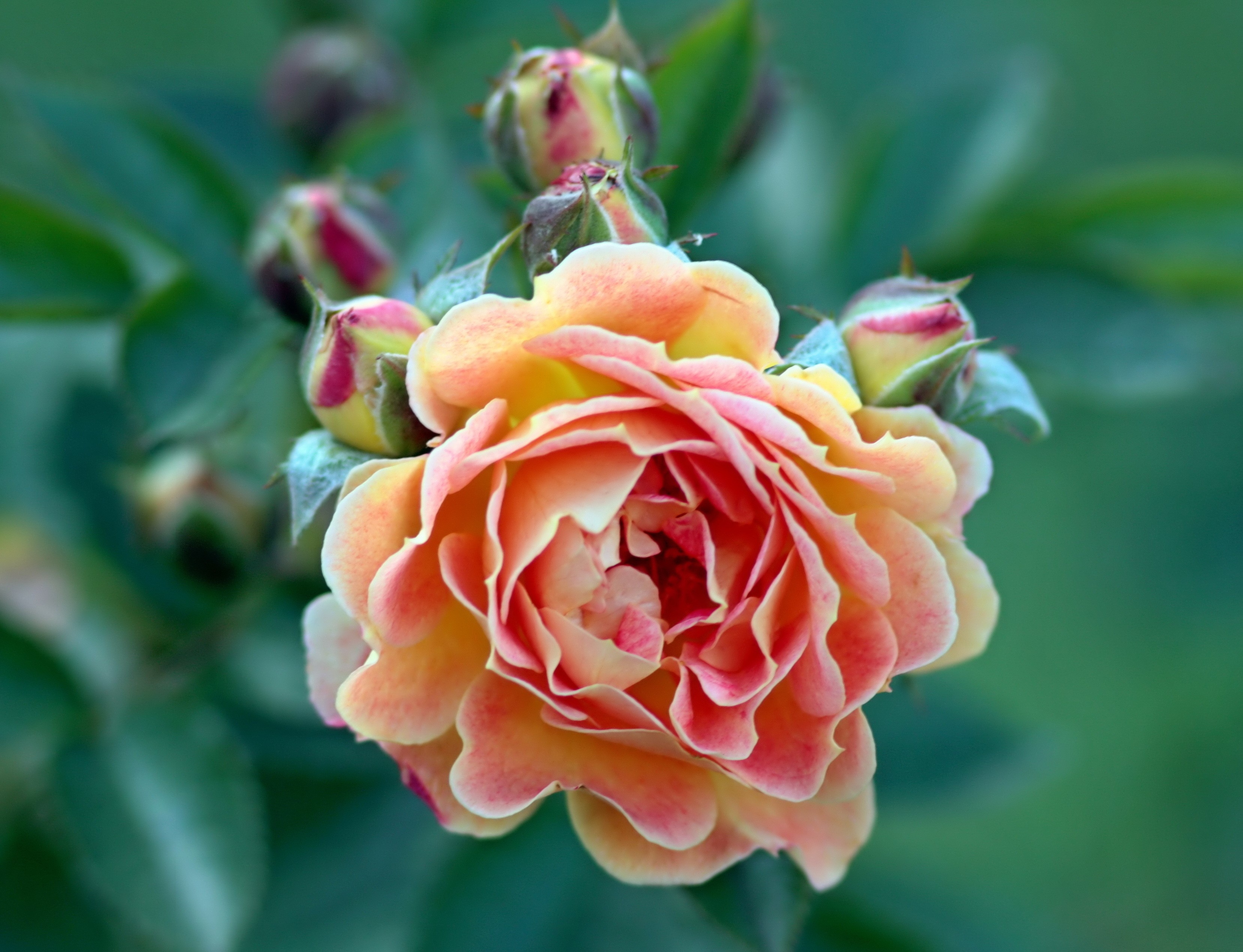 Close-up of a blooming peach and pink rose with buds HD Wallpaper