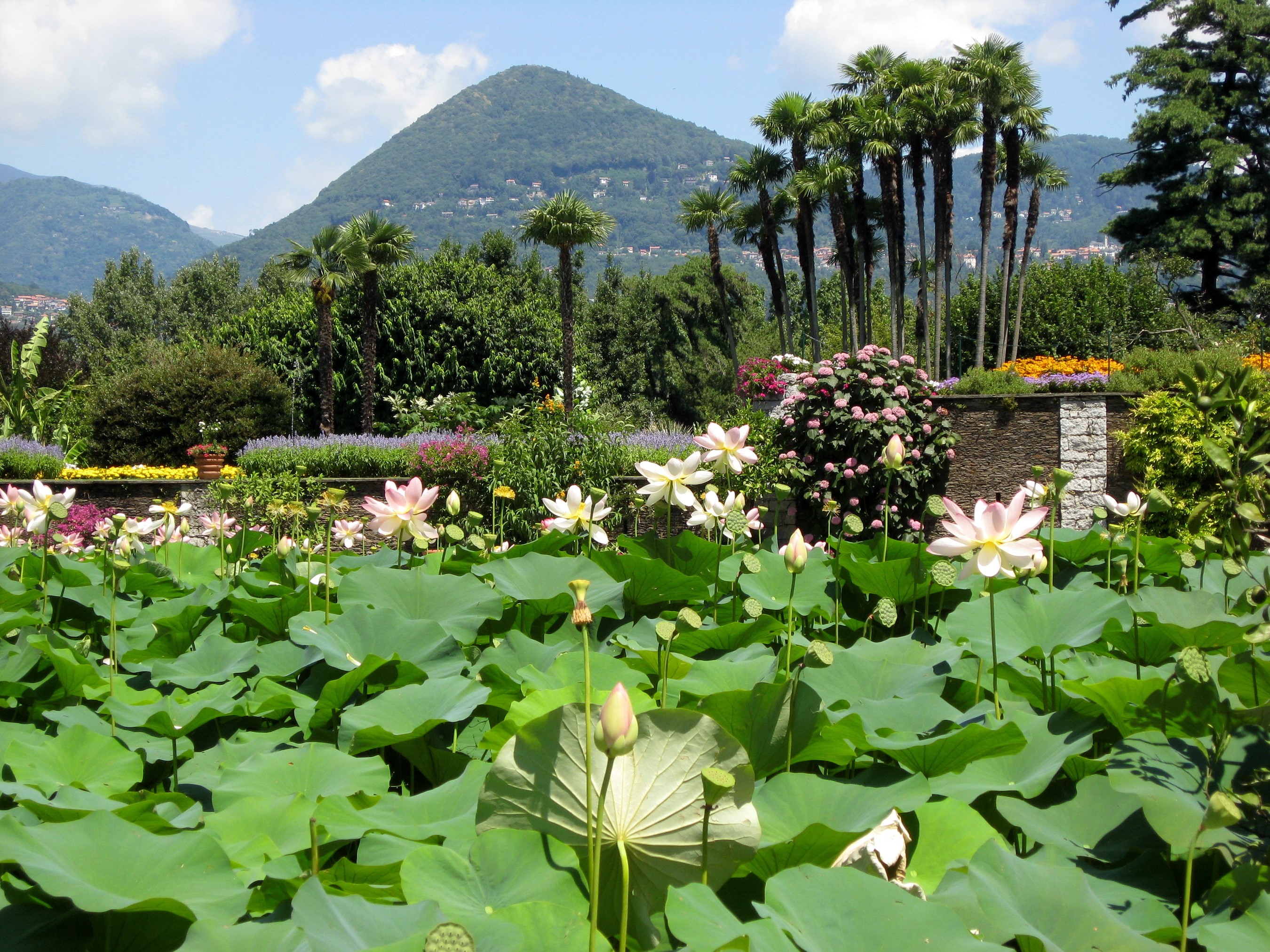 Lotus pond in a botanical garden with mountains HD Wallpaper