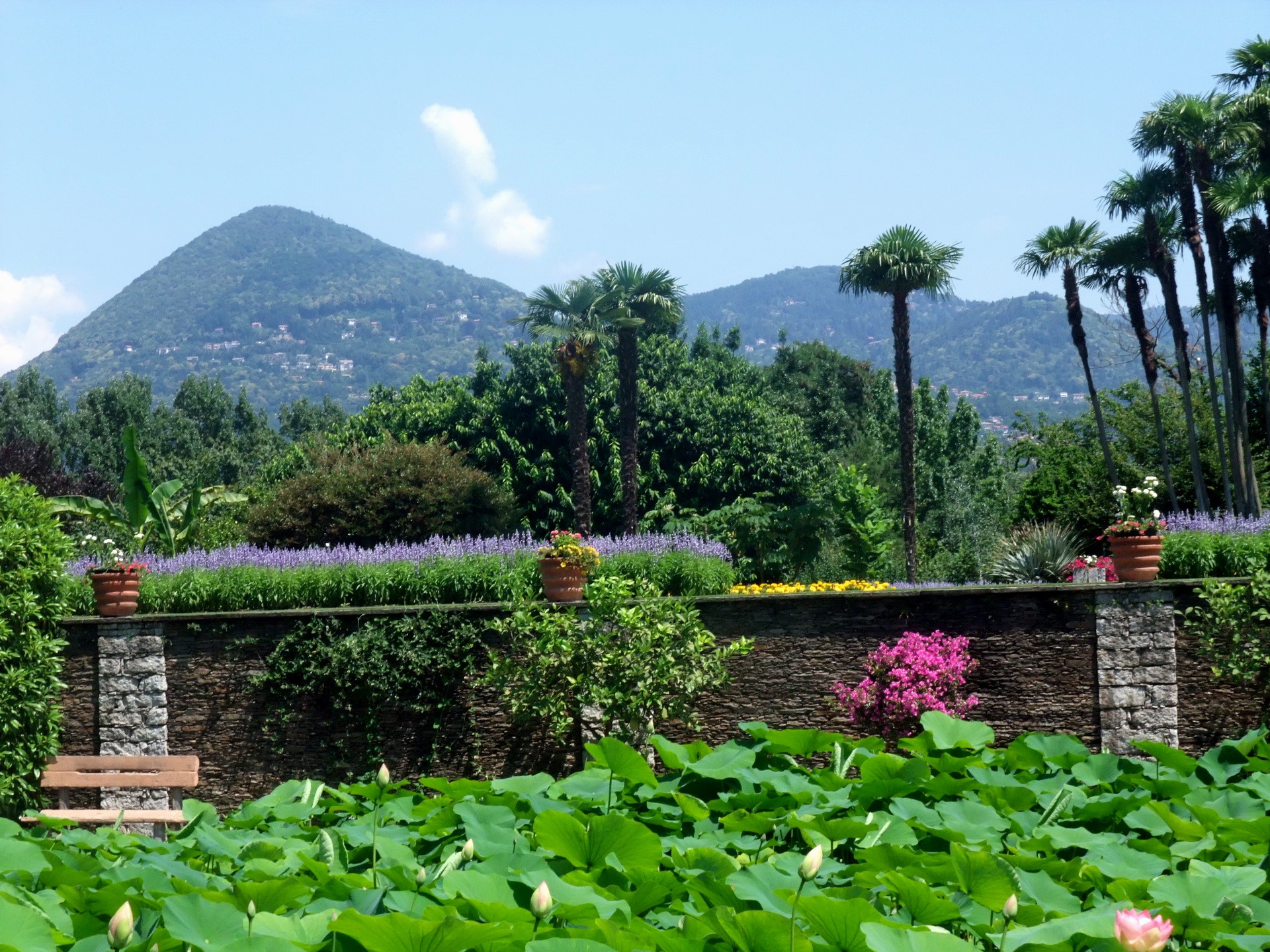 Botanical garden with lotus pond and mountains HD Wallpaper