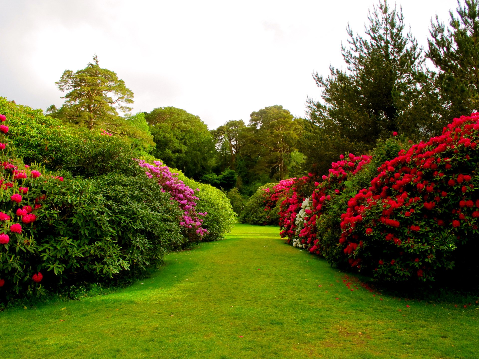 Garden path with blooming rhododendrons at Muckross House, Ireland HD Wallpaper