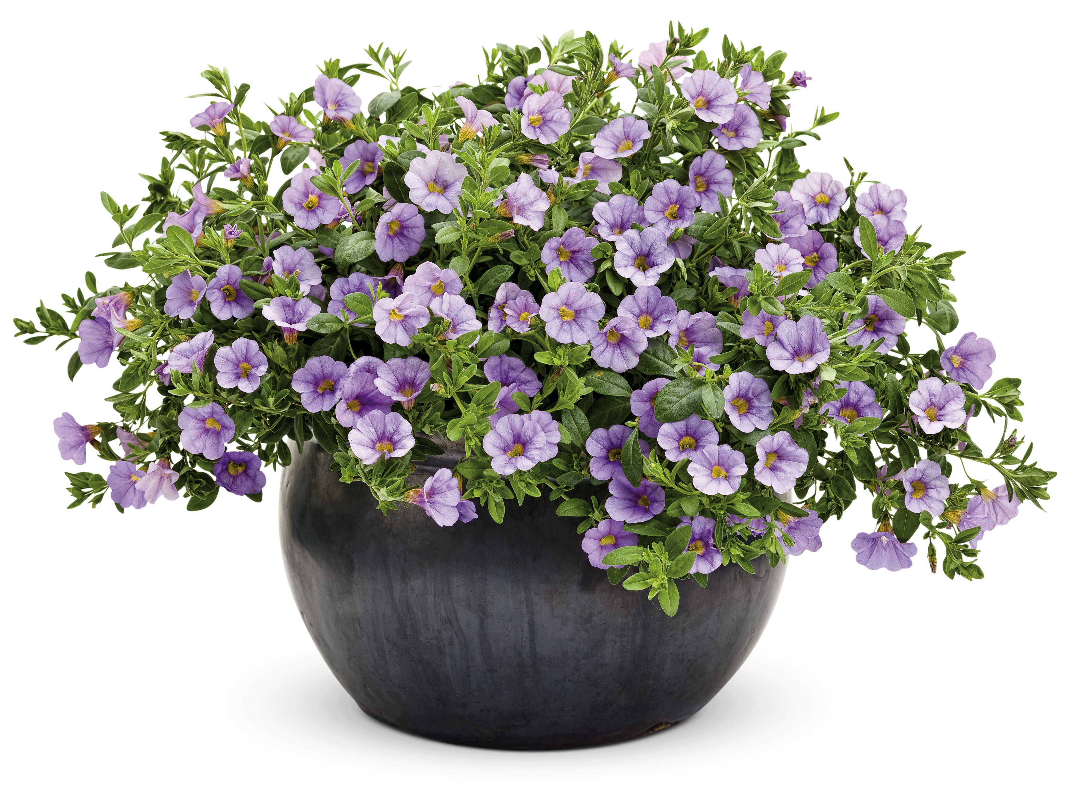 Calibrachoa flowers in a dark pot HD Wallpaper