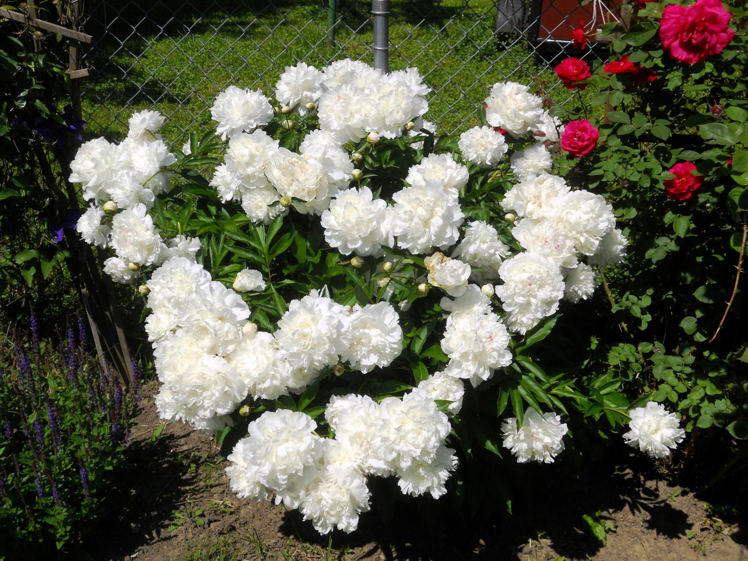 White Peonies and Red Roses in a Garden HD Wallpaper