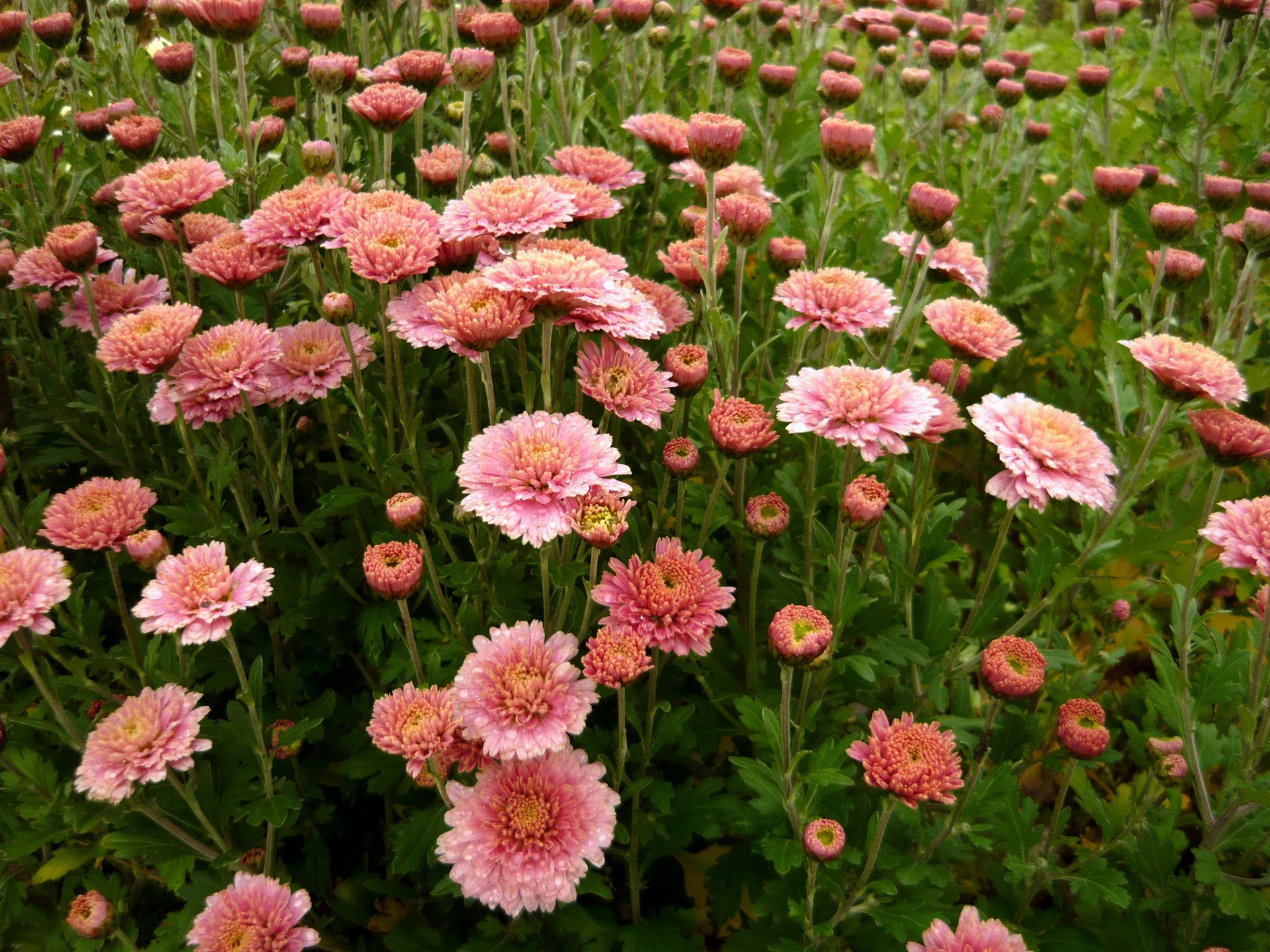 Pink Chrysanthemums in a Garden HD Wallpaper