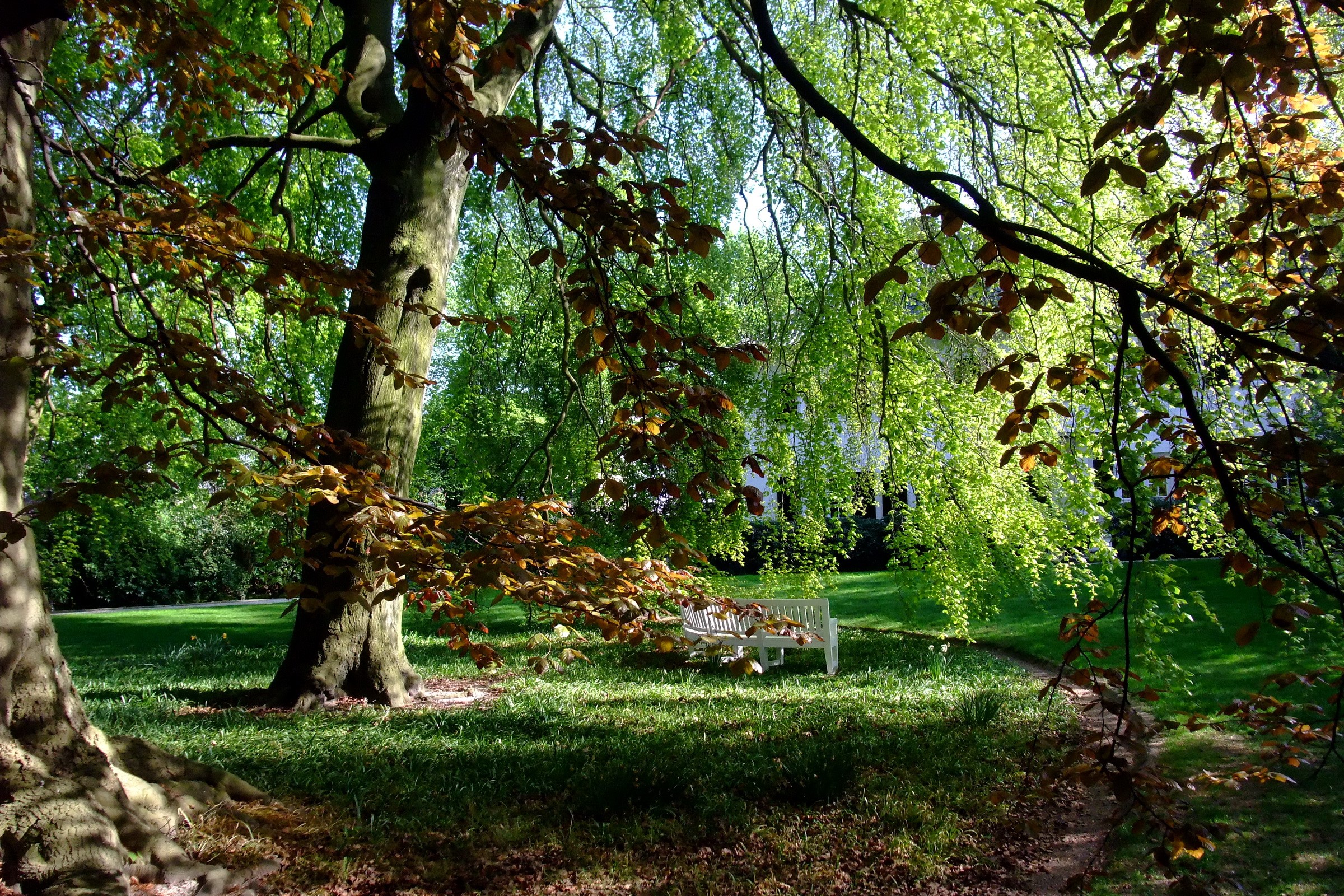 Park with a white bench under trees HD Wallpaper