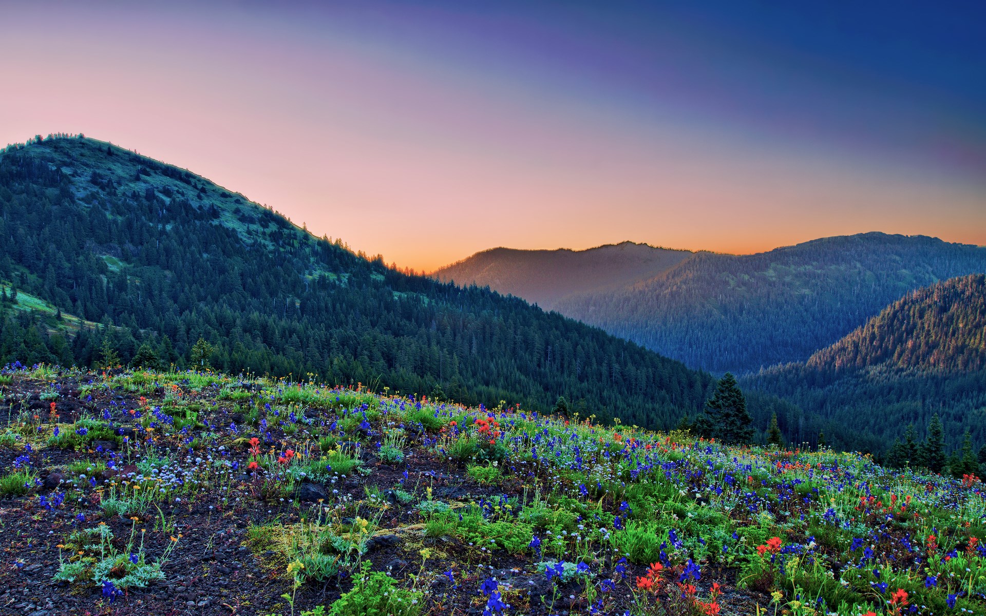 Wildflowers on a mountain slope at sunset HD Wallpaper