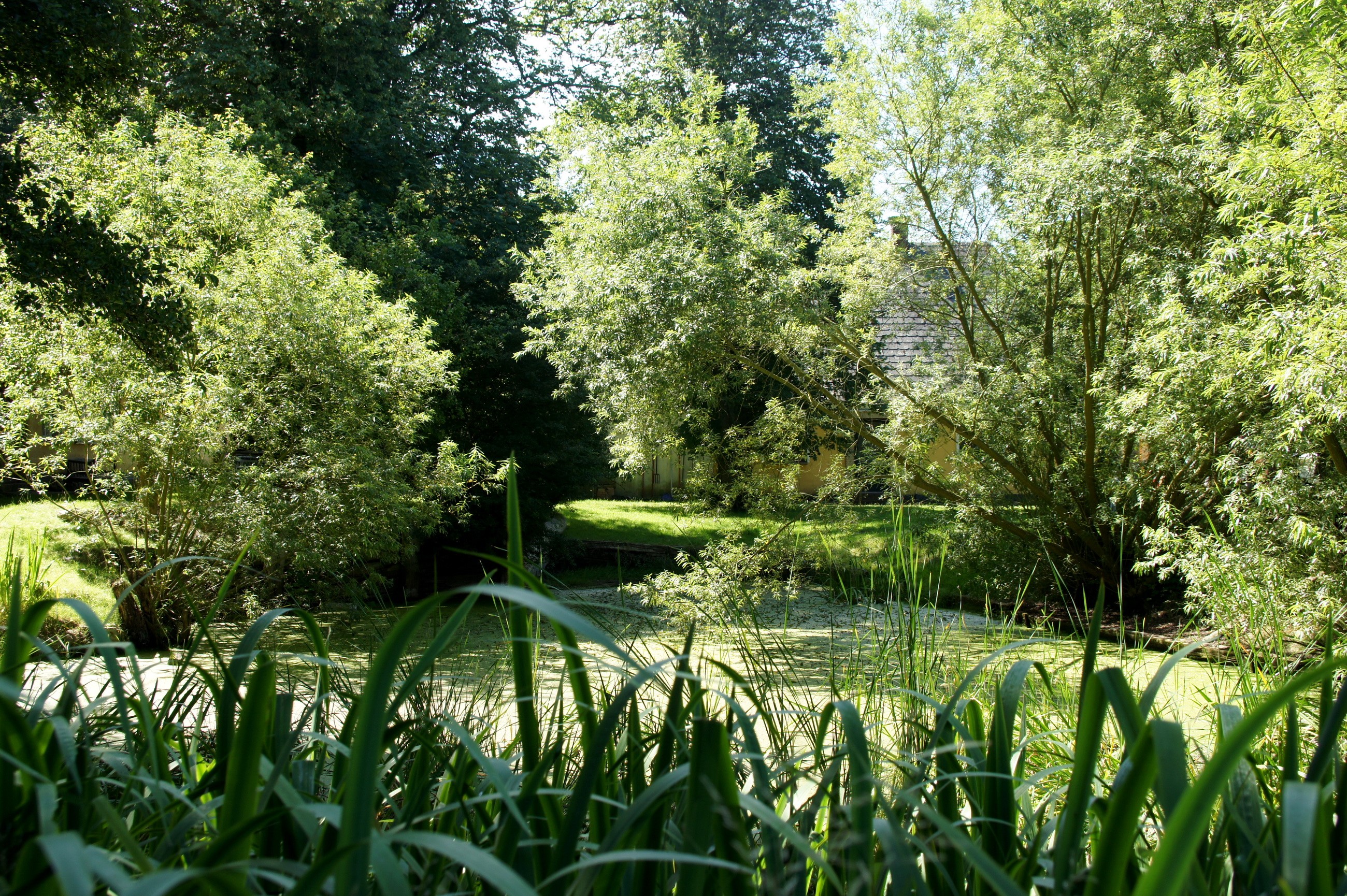 A pond with reeds and a house in the background HD Wallpaper