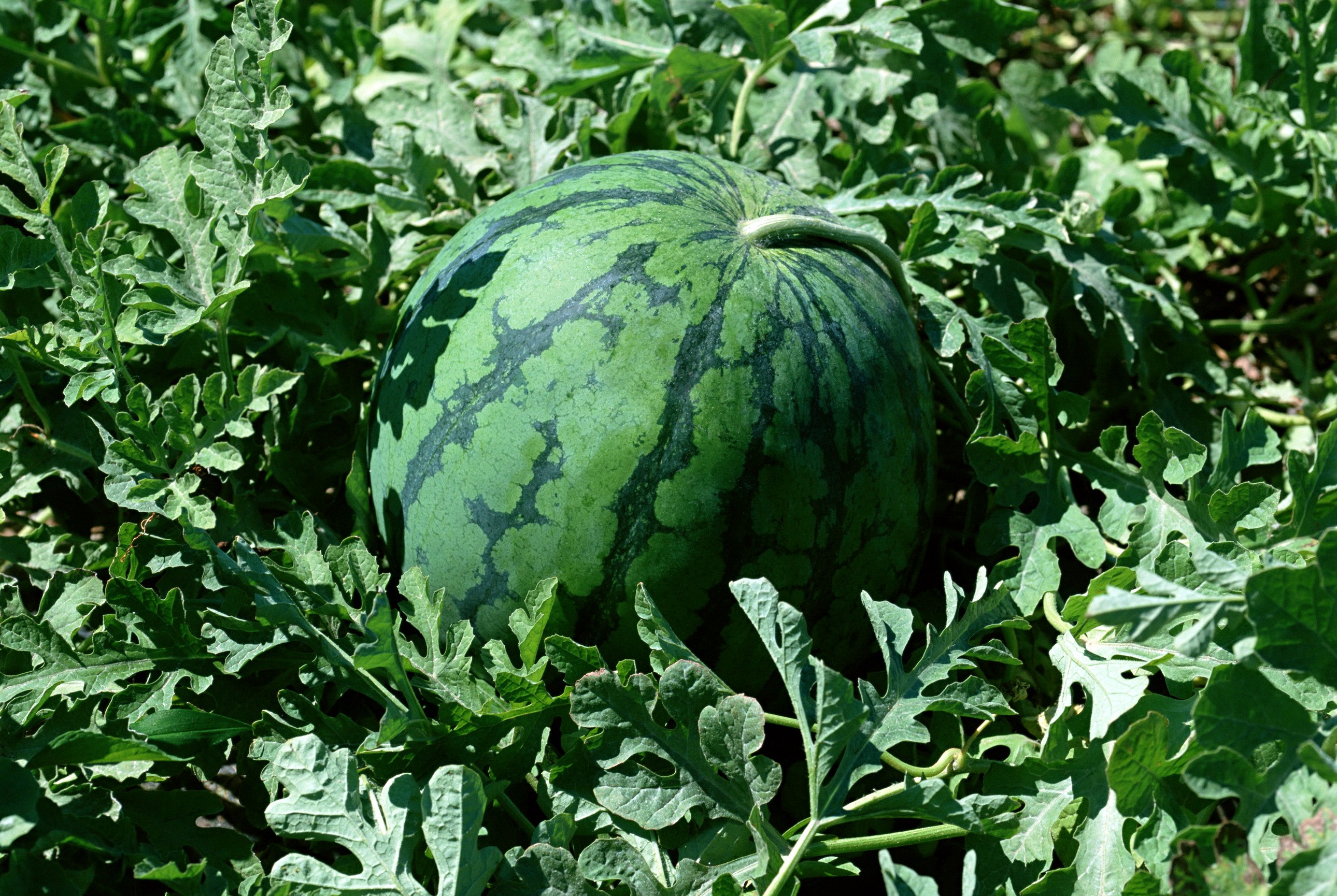 Watermelon growing on a vine HD Wallpaper