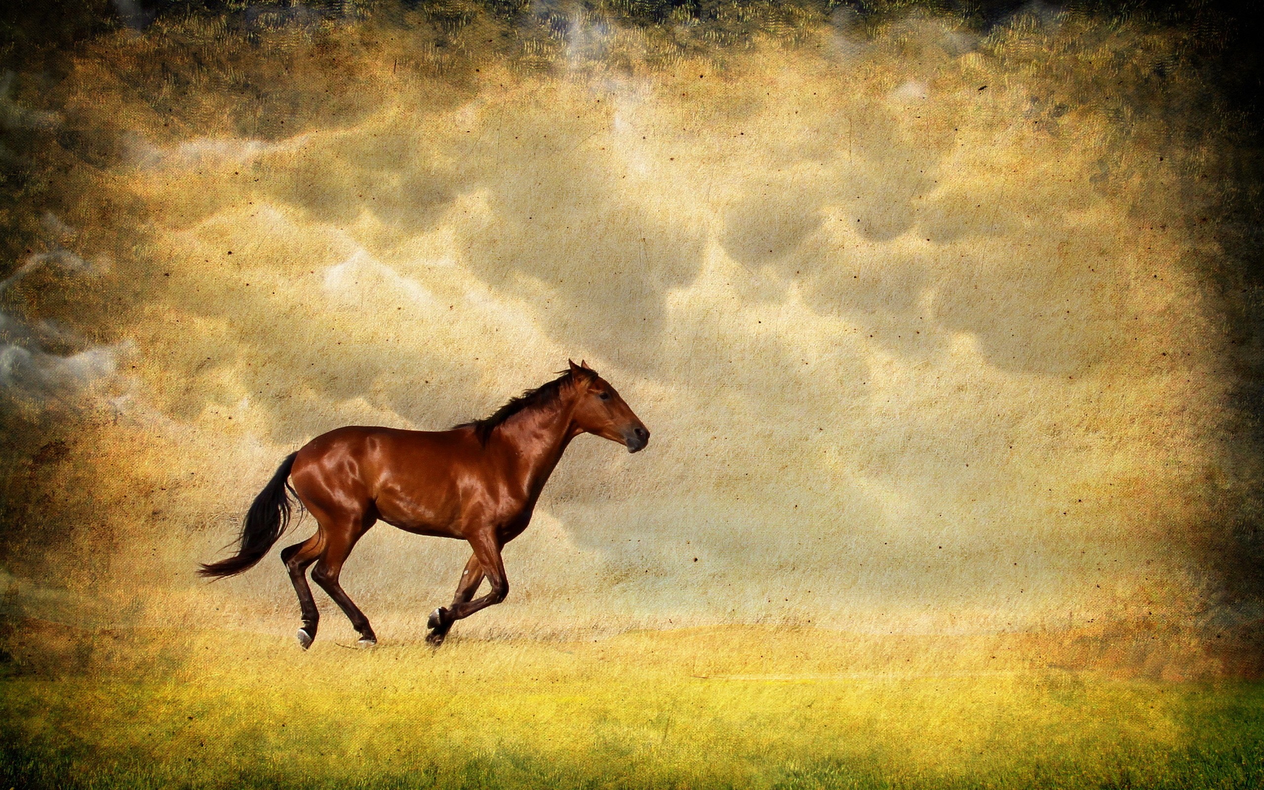 Brown horse running in a field HD Wallpaper