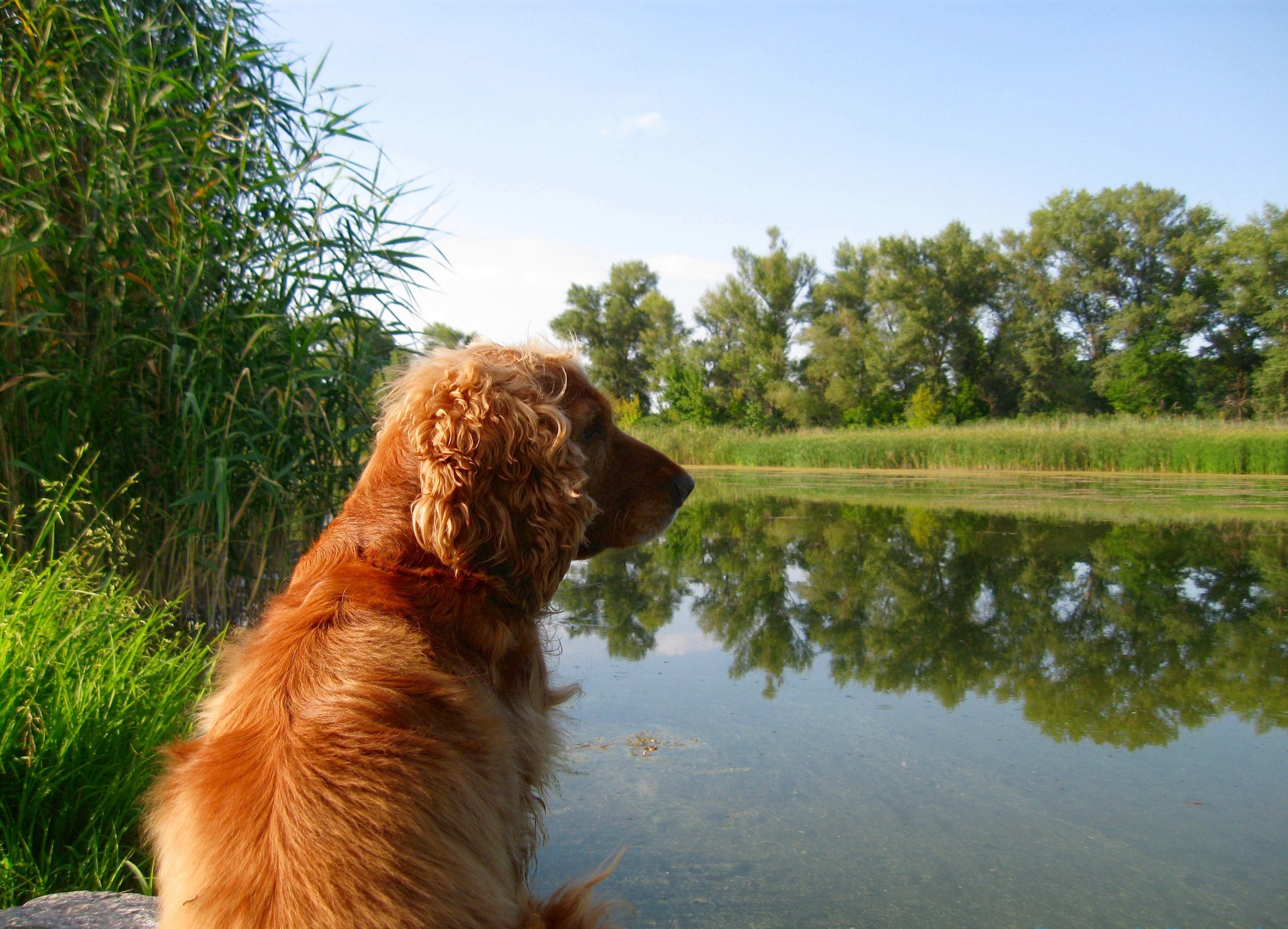 Golden Retriever dog by the lake HD Wallpaper