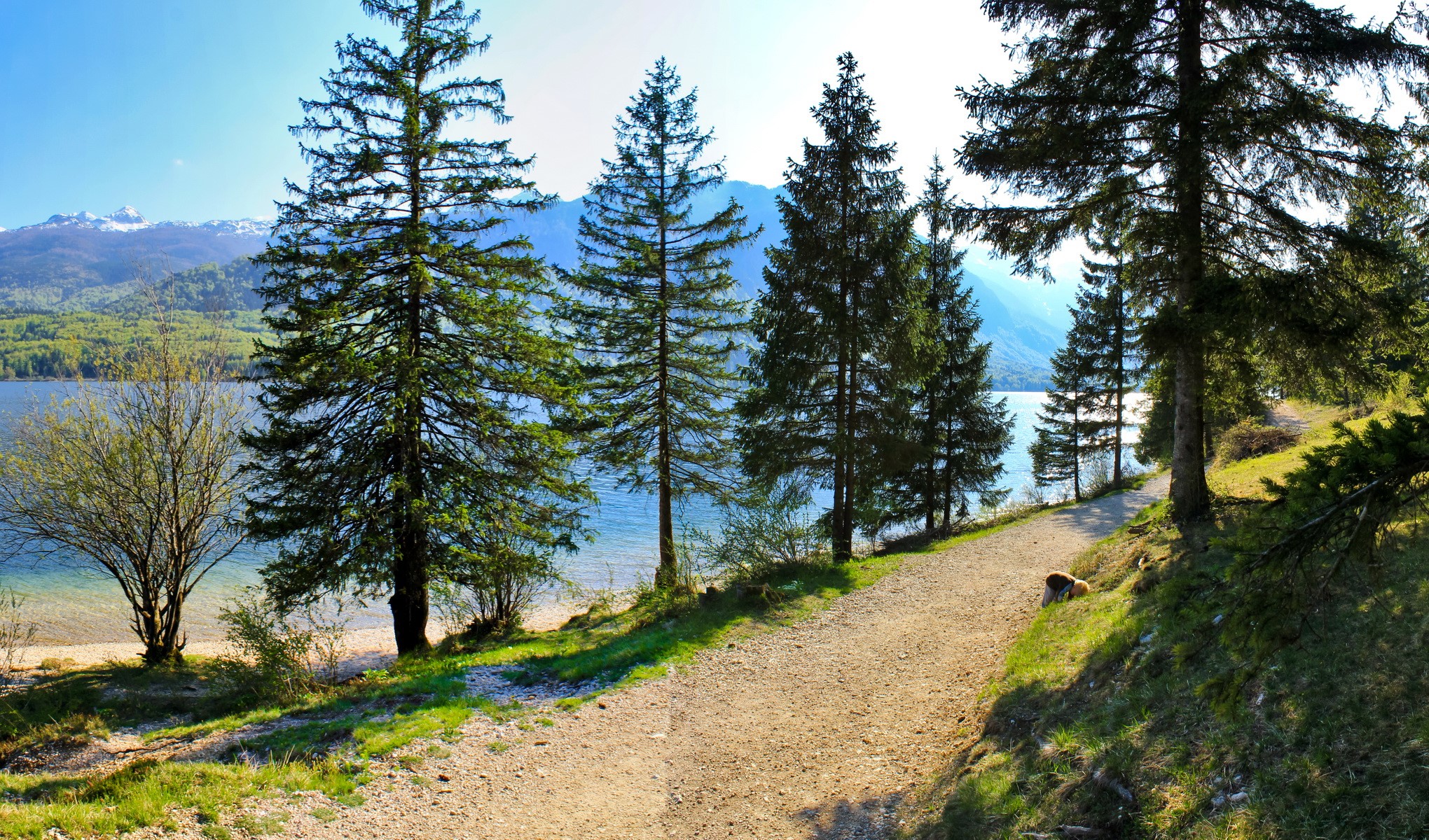 Lake Bohinj, Slovenia, with pine trees and mountains HD Wallpaper
