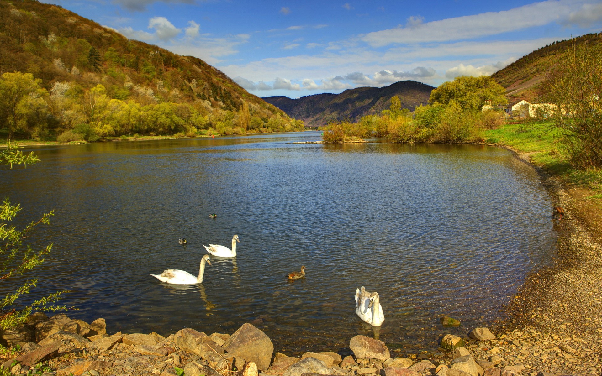 Swans and ducks on a river with hills HD Wallpaper