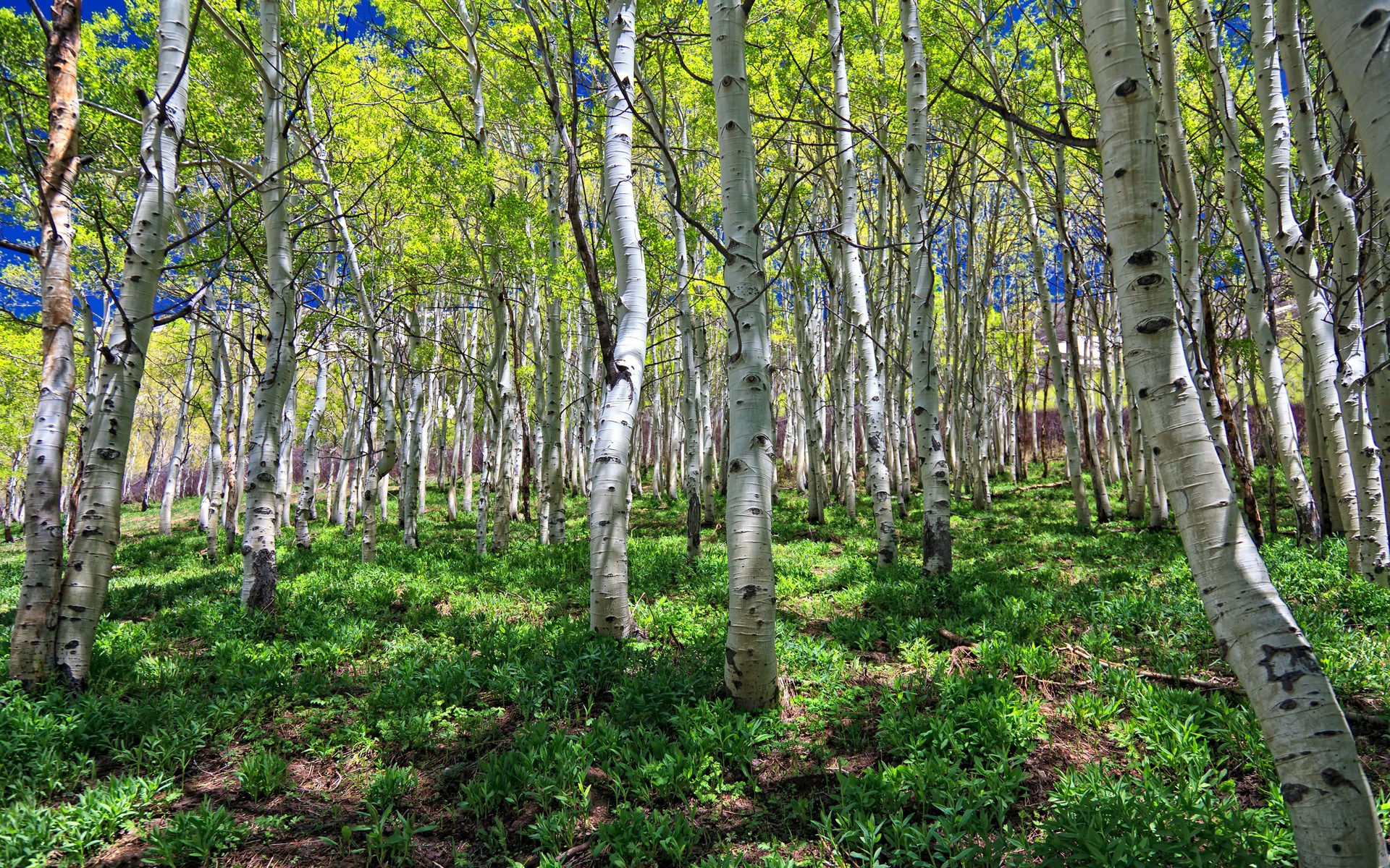 Aspen forest with green undergrowth and blue sky HD Wallpaper