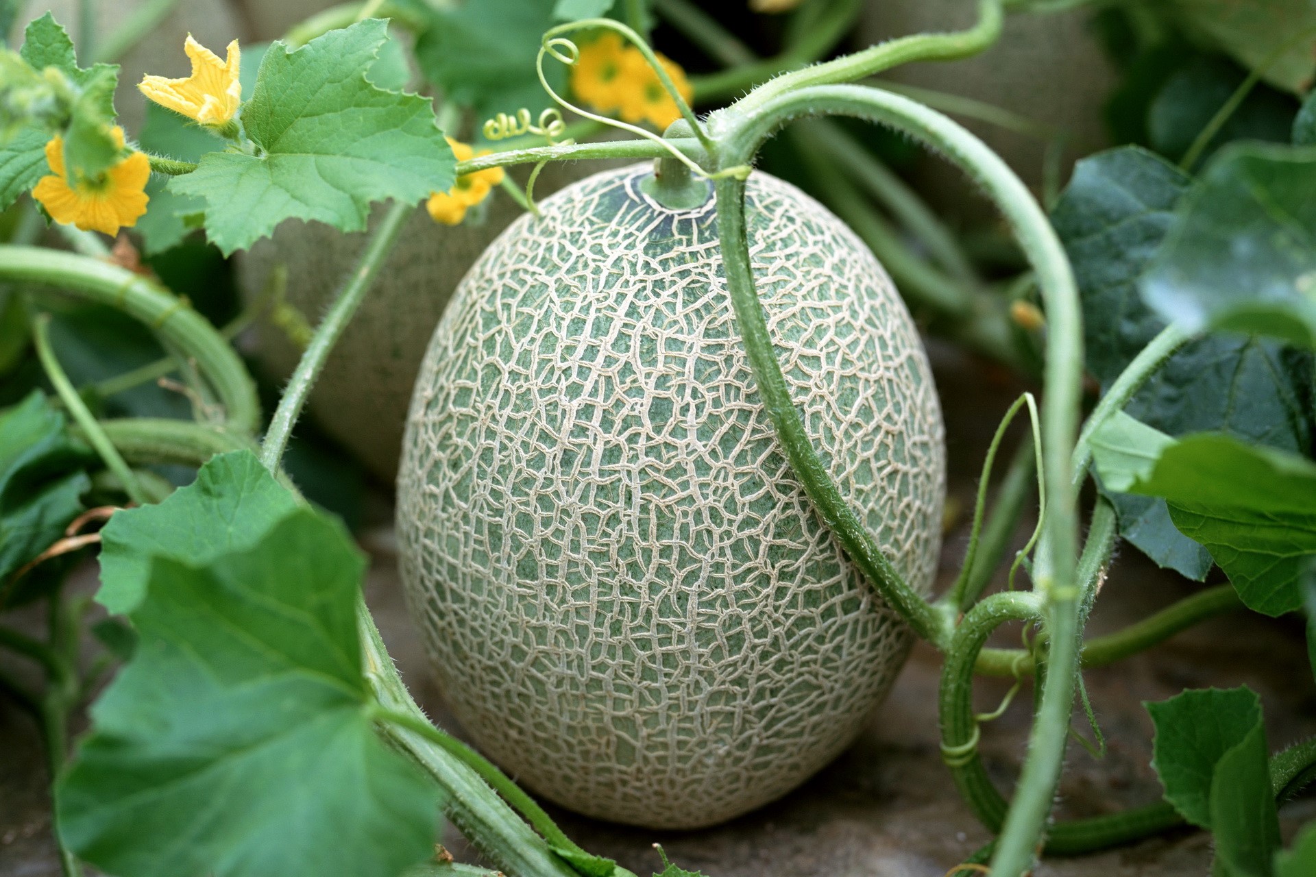 Cantaloupe growing on a vine with yellow flowers HD Wallpaper