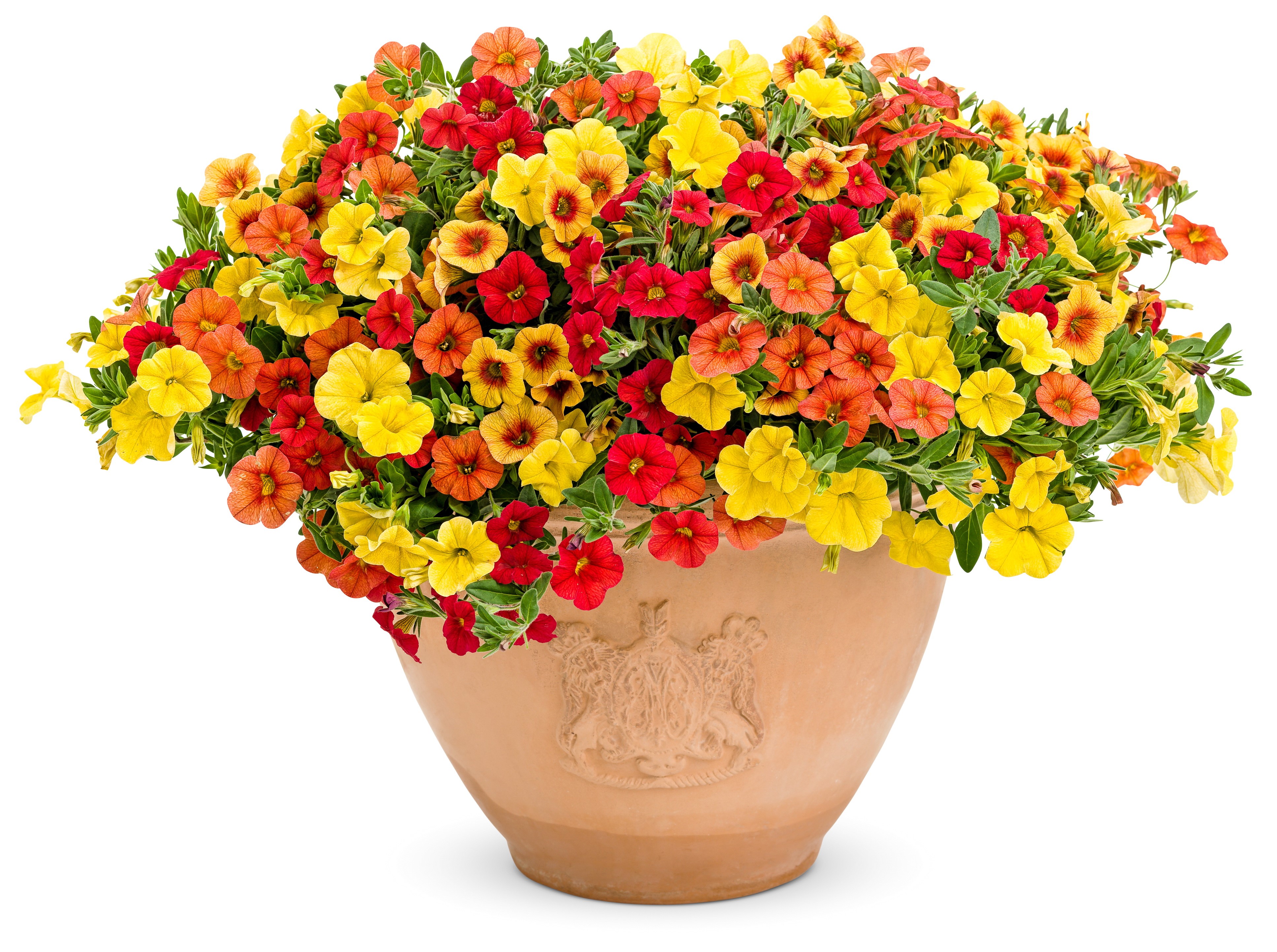 Calibrachoa flowers in a terracotta pot HD Wallpaper