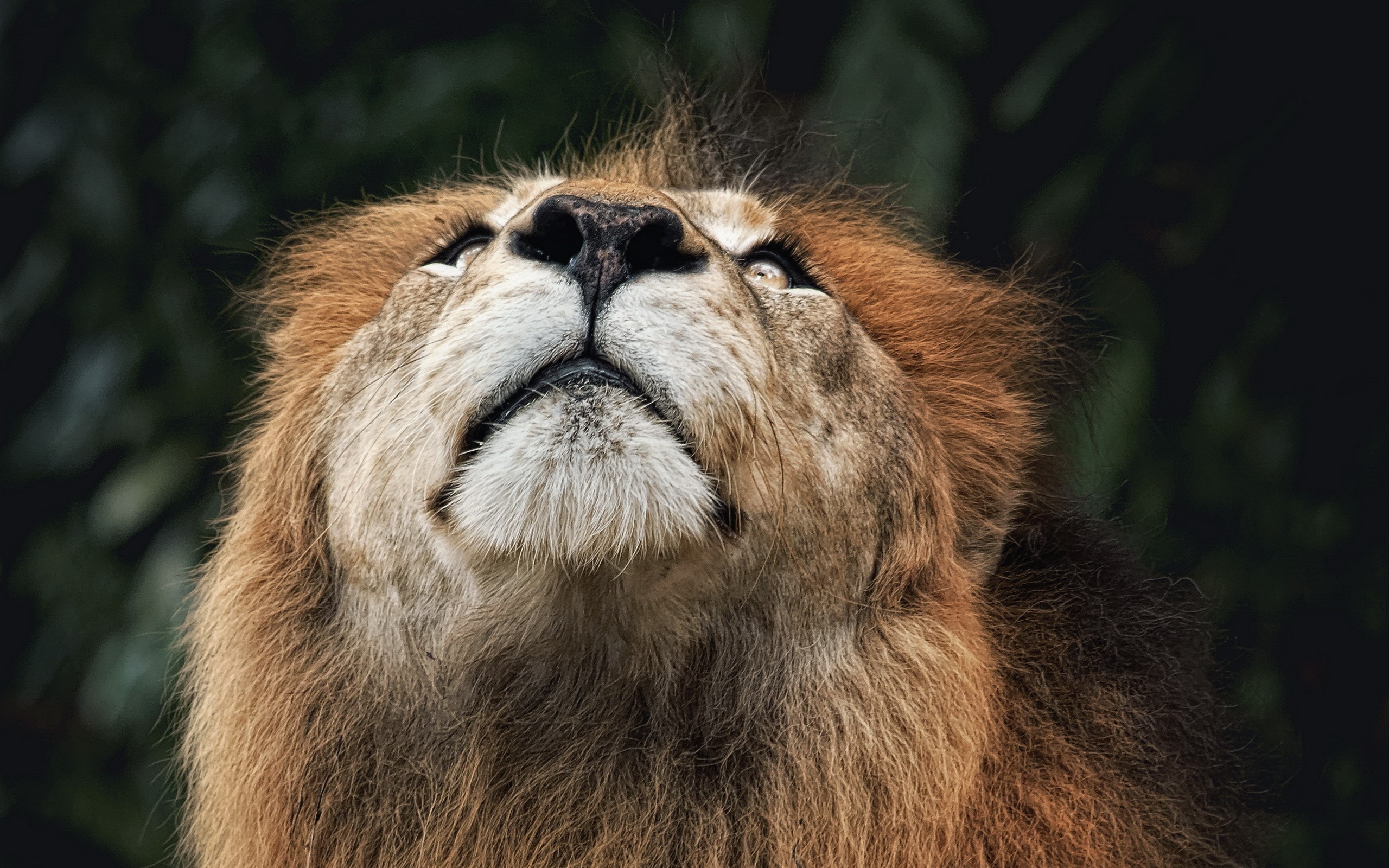 Close-up of a male lion looking up HD Wallpaper