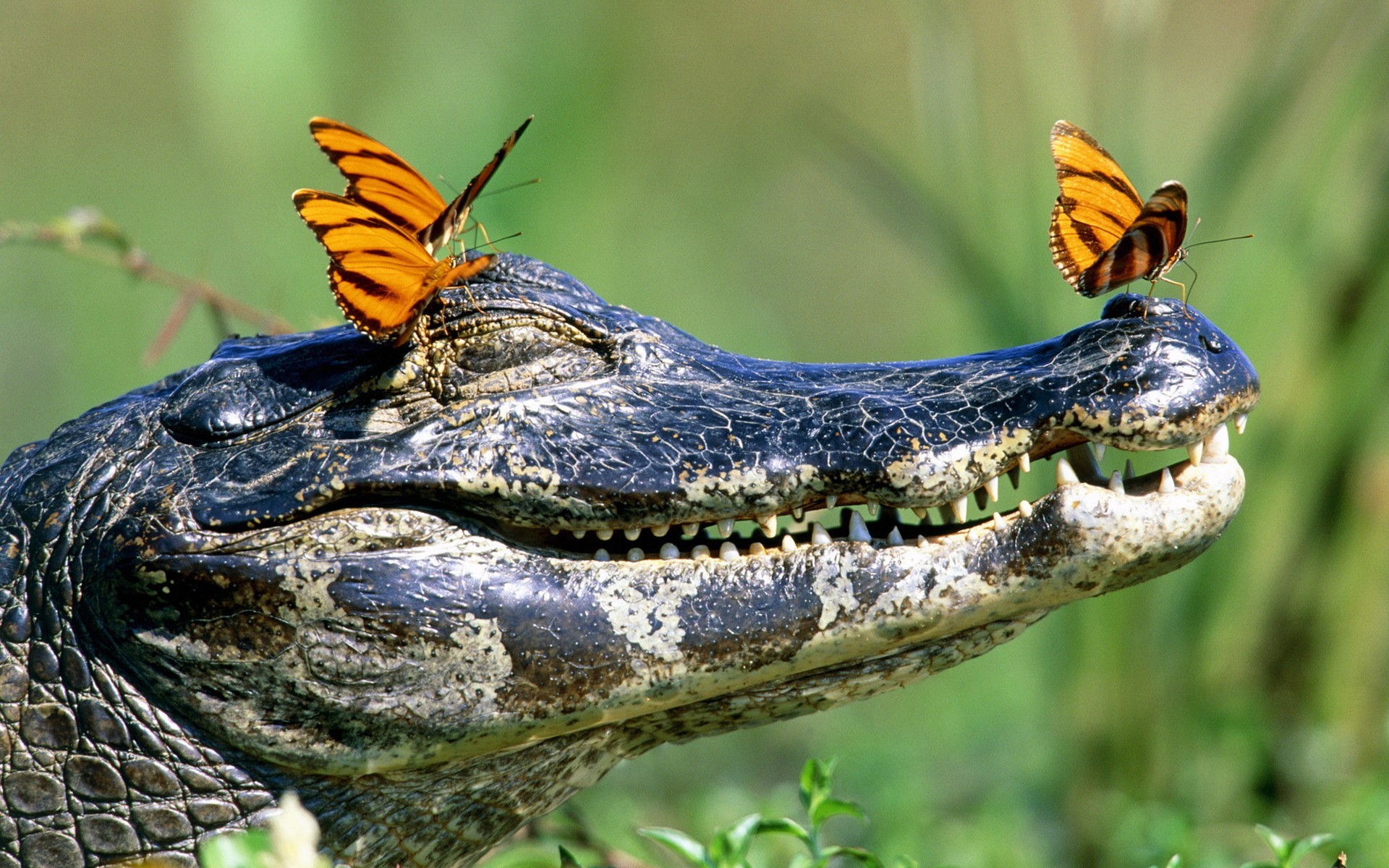 Alligator with butterflies on its head HD Wallpaper