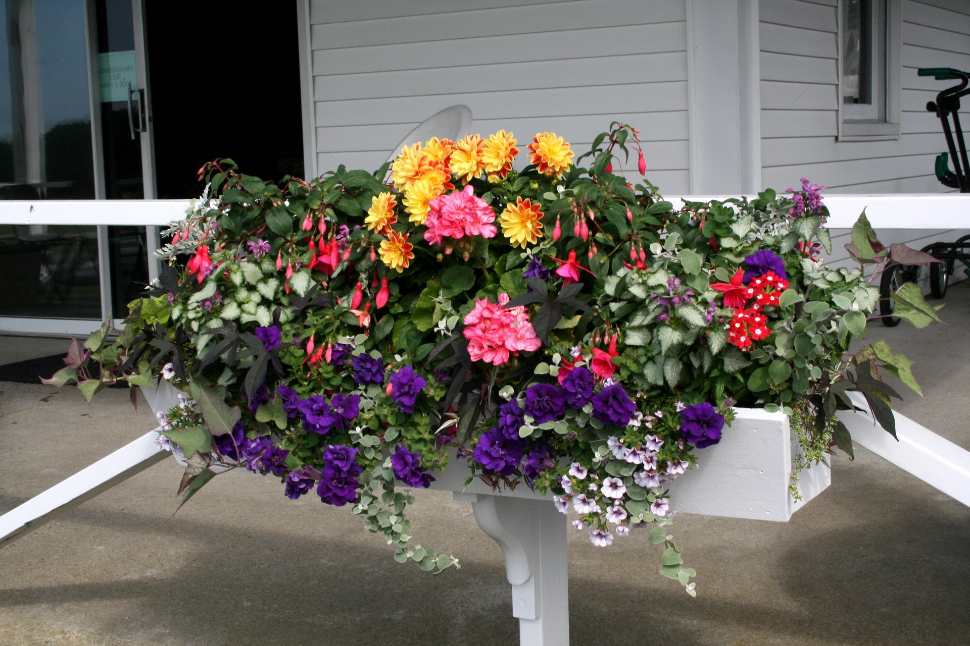 Colorful flowers in a planter box HD Wallpaper