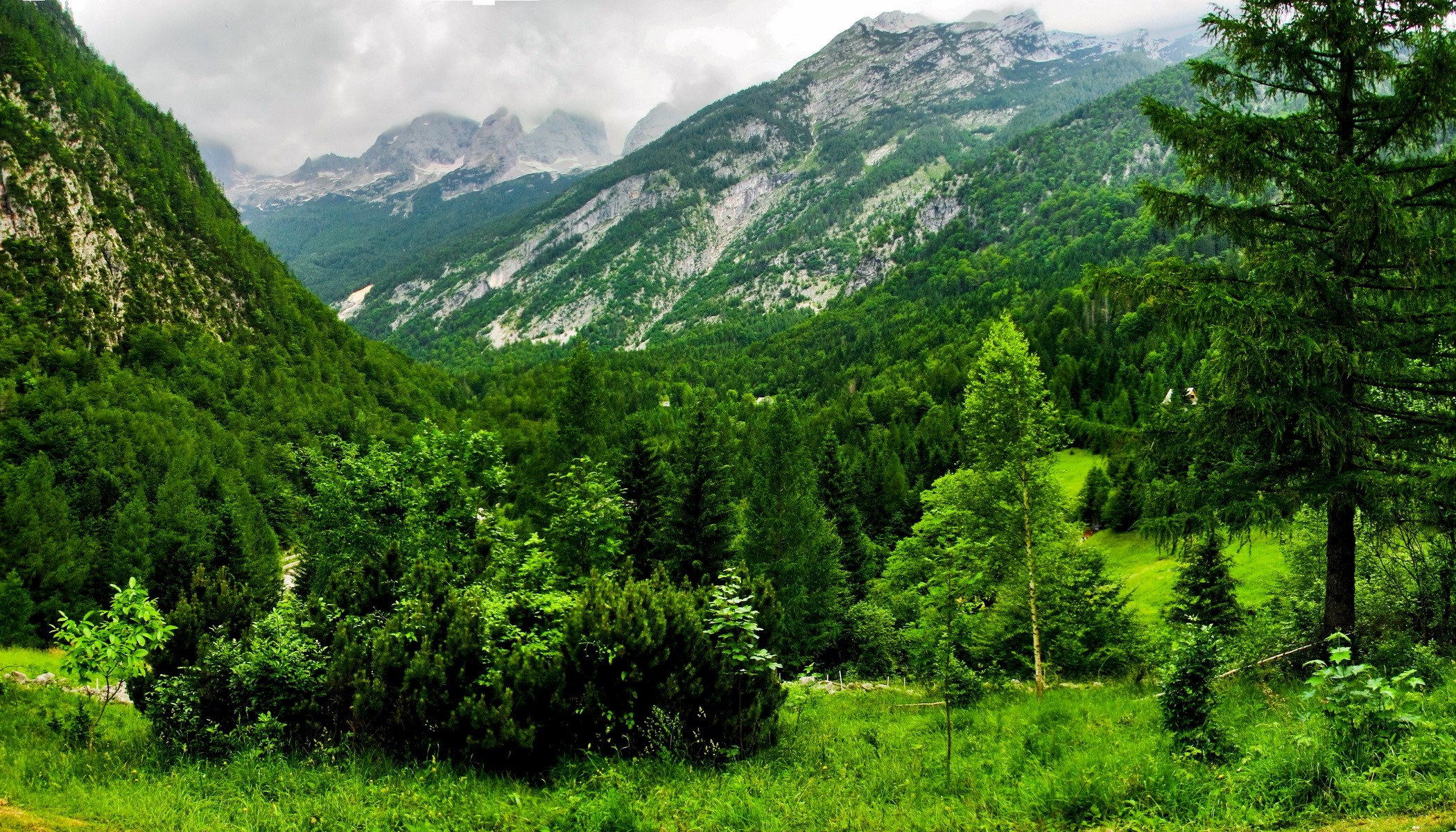 Green mountains and forest under cloudy sky HD Wallpaper