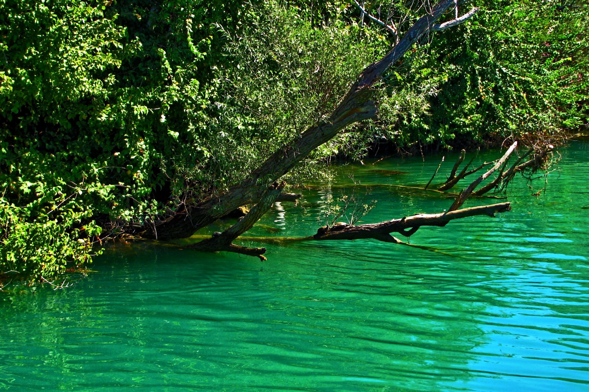 Tree branches in emerald green water HD Wallpaper
