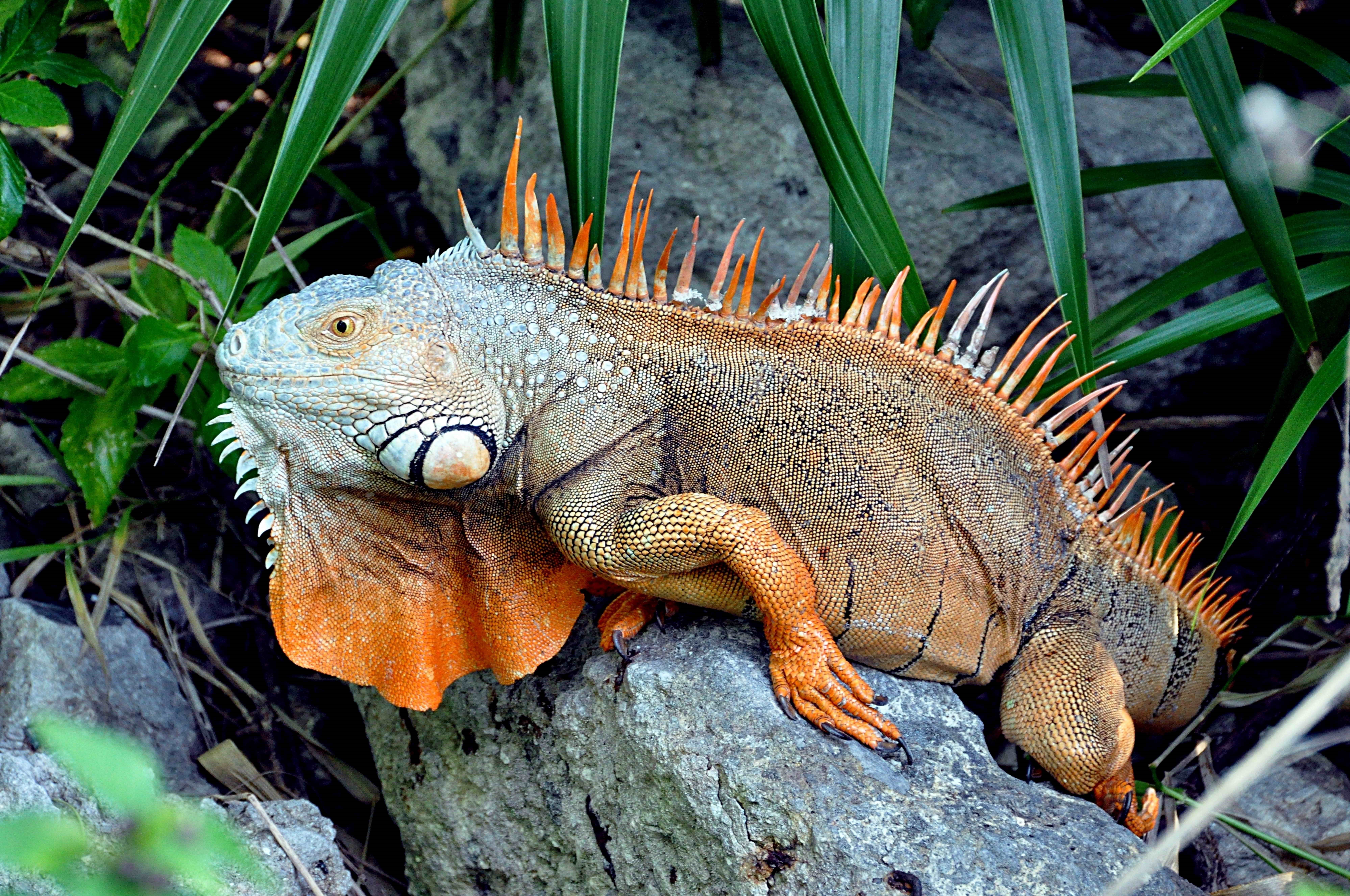 Green Iguana with orange crest and dewlap on rocks HD Wallpaper