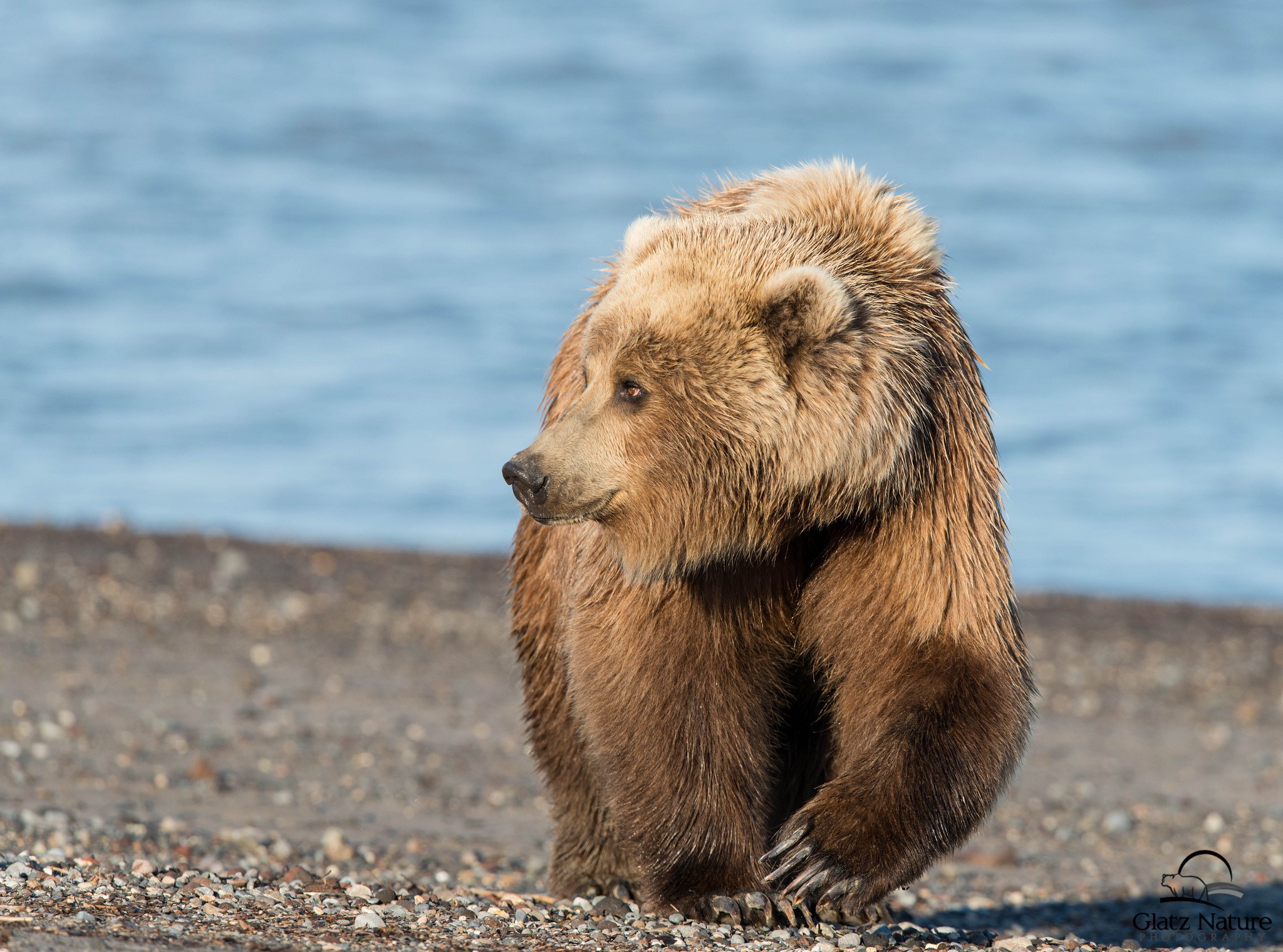 Brown bear on a pebble beach near water HD Wallpaper