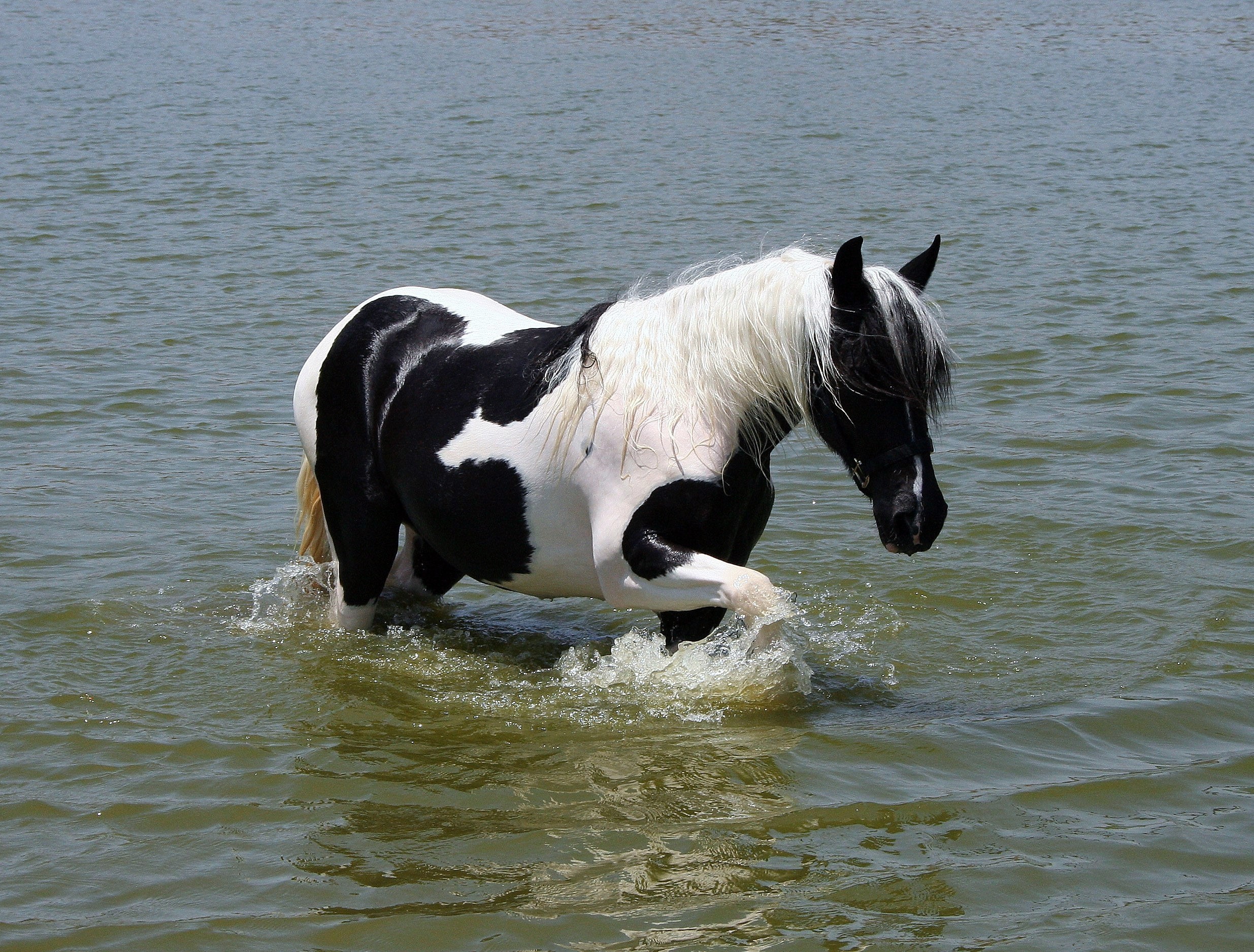 A black and white horse wading in water HD Wallpaper