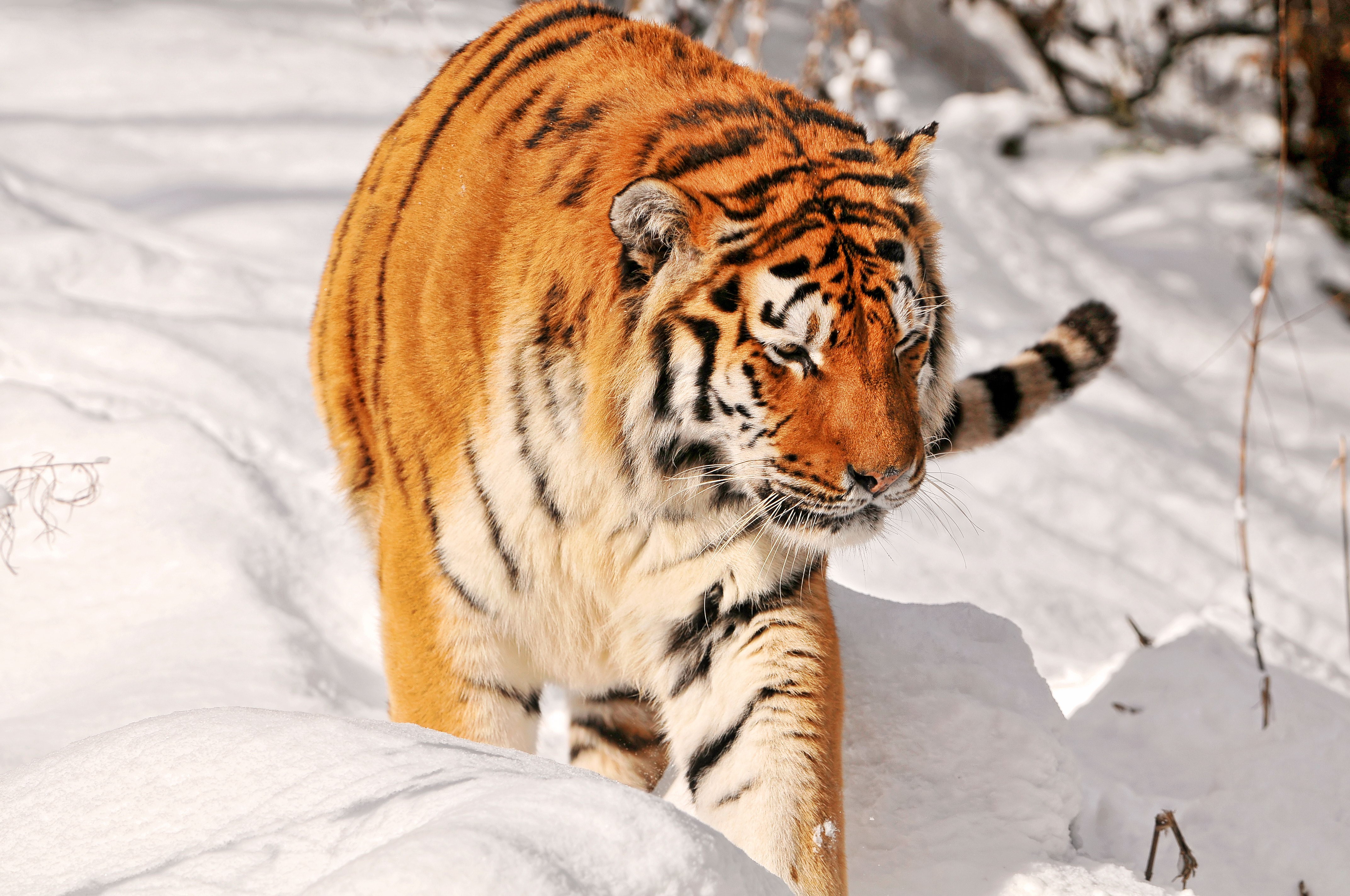 Tiger walking in the snow HD Wallpaper