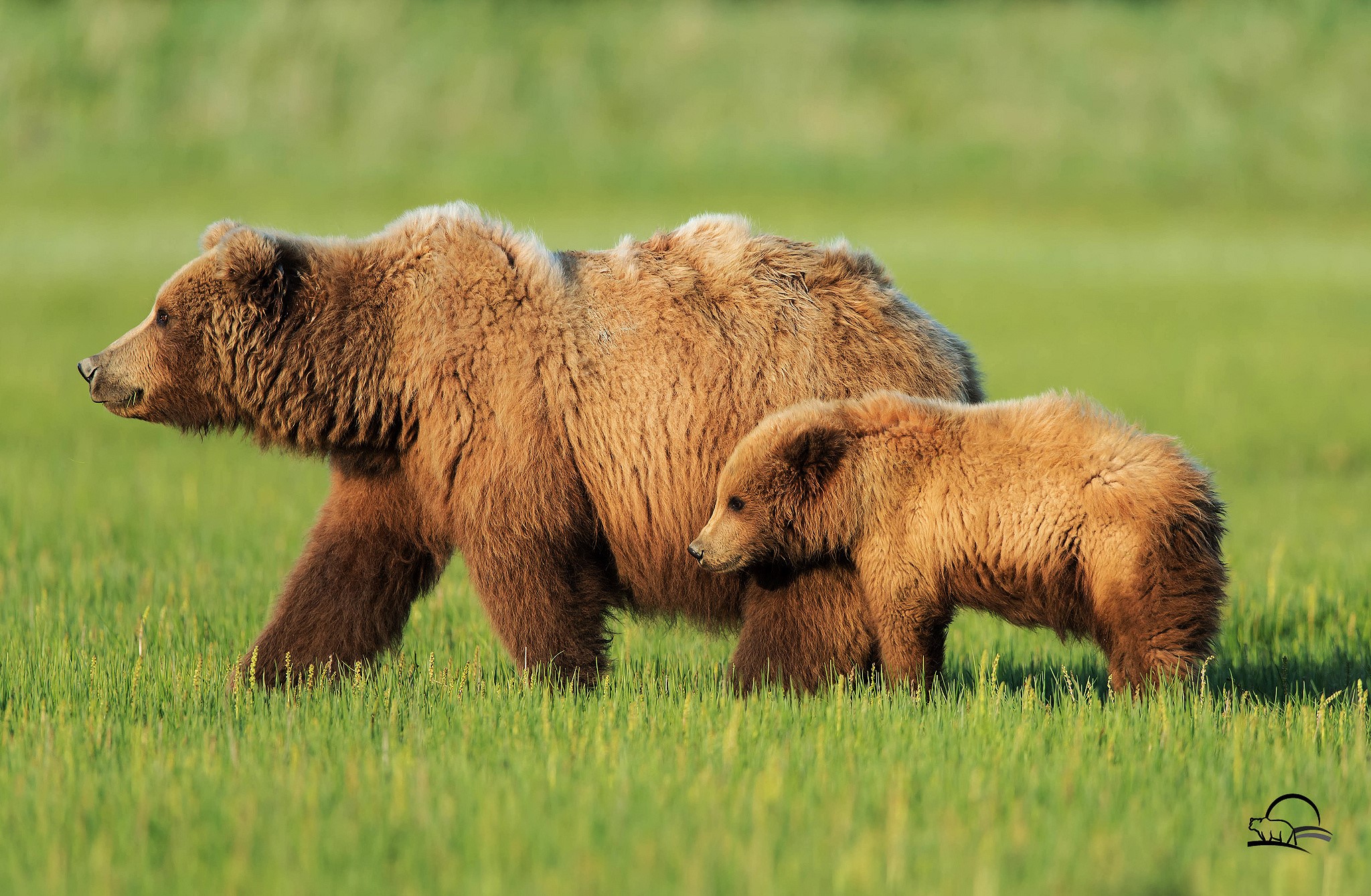 Mother and cub brown bears walking in a grassy field HD Wallpaper