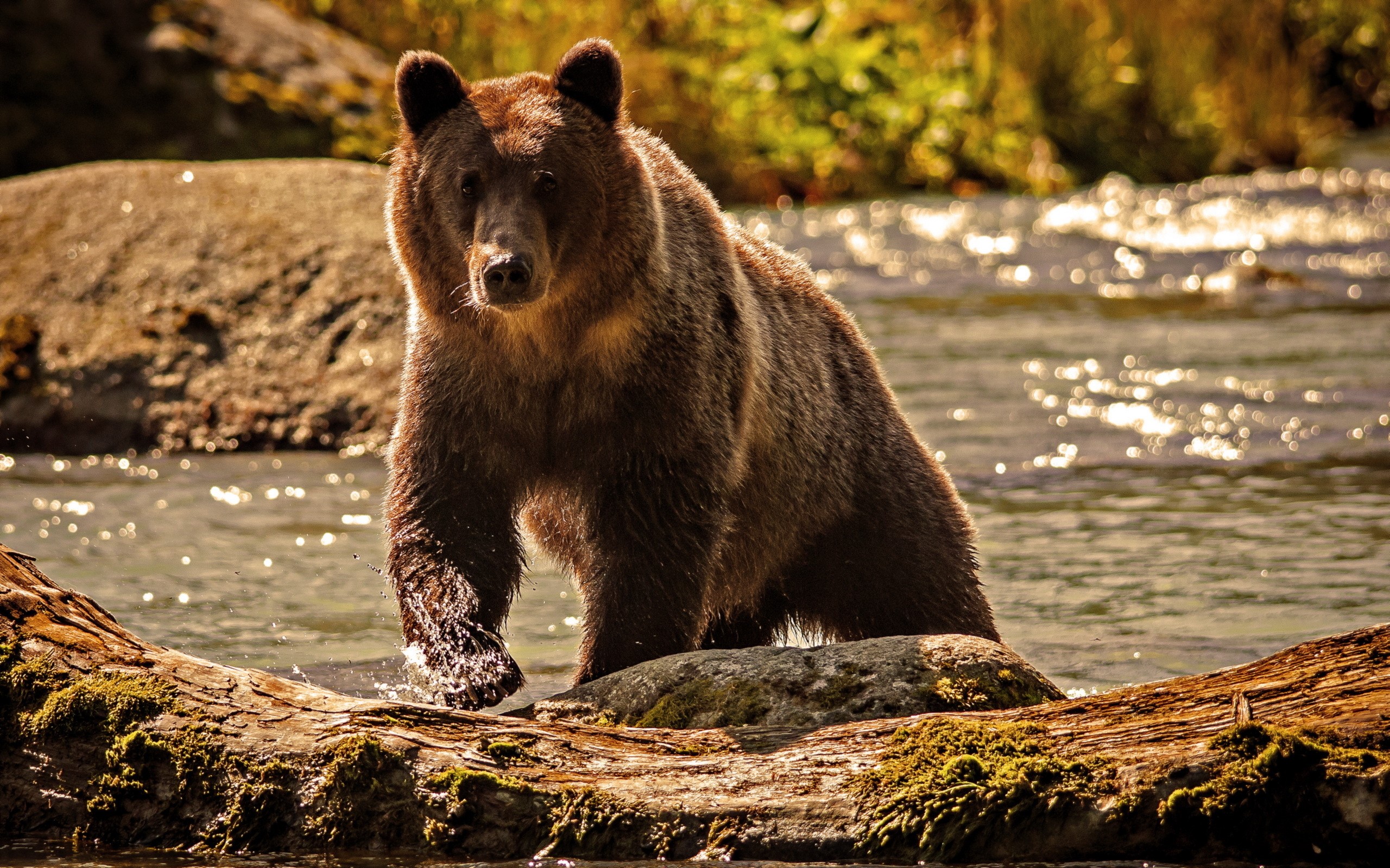 Brown bear walking in a river HD Wallpaper