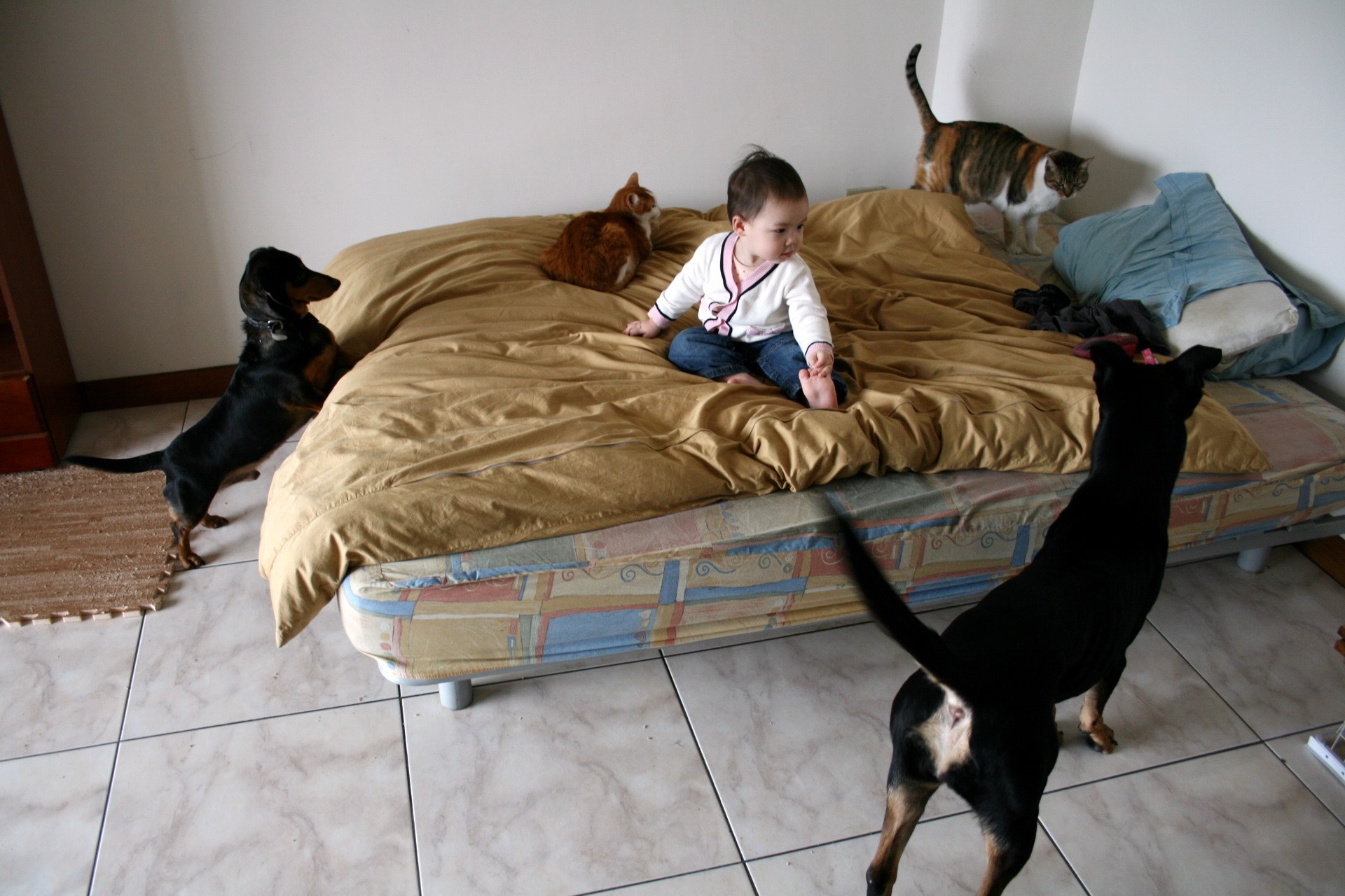 Baby, Dachshund, and Cats on a Bed HD Wallpaper
