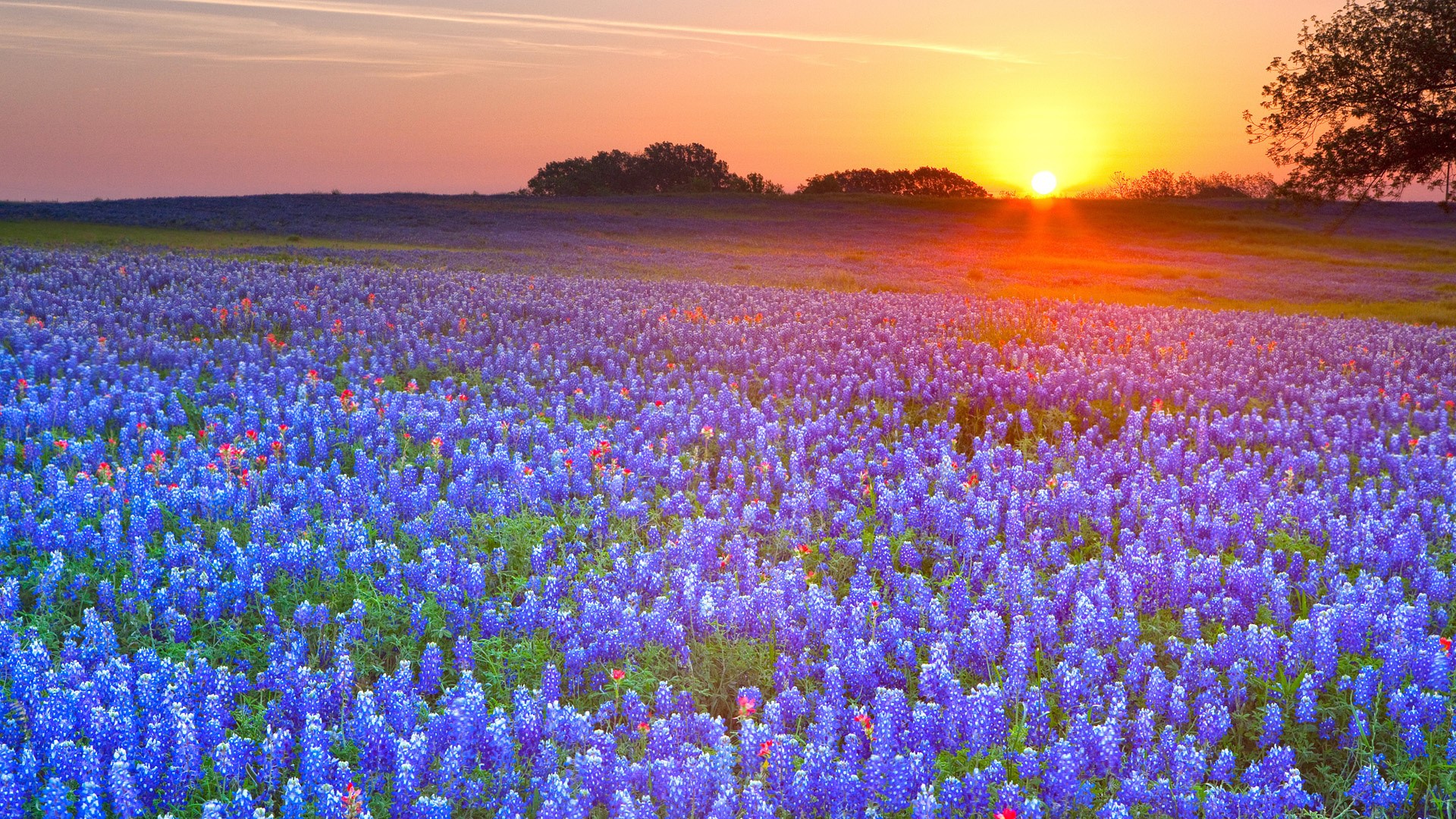 Field of Bluebonnets at Sunset HD Wallpaper