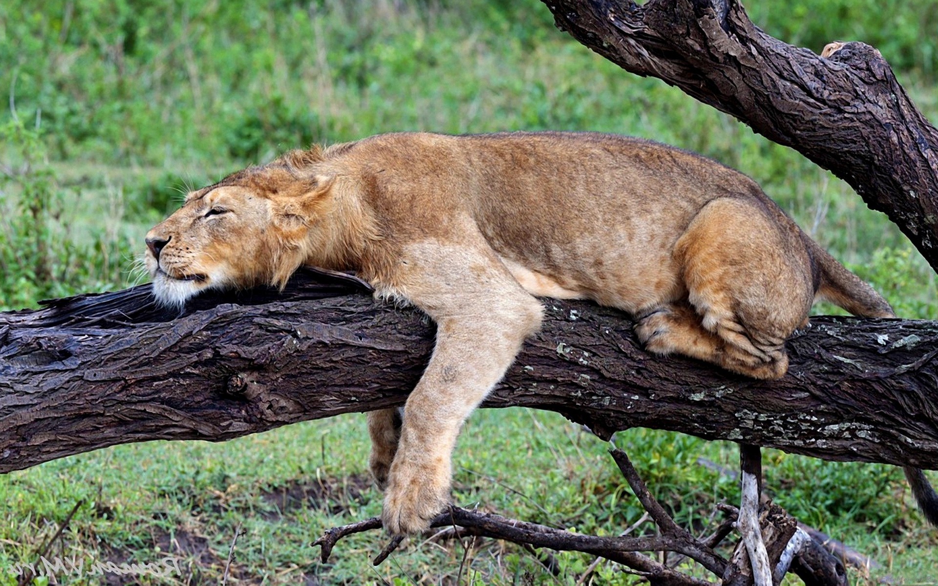 Lion sleeping on a tree branch HD Wallpaper