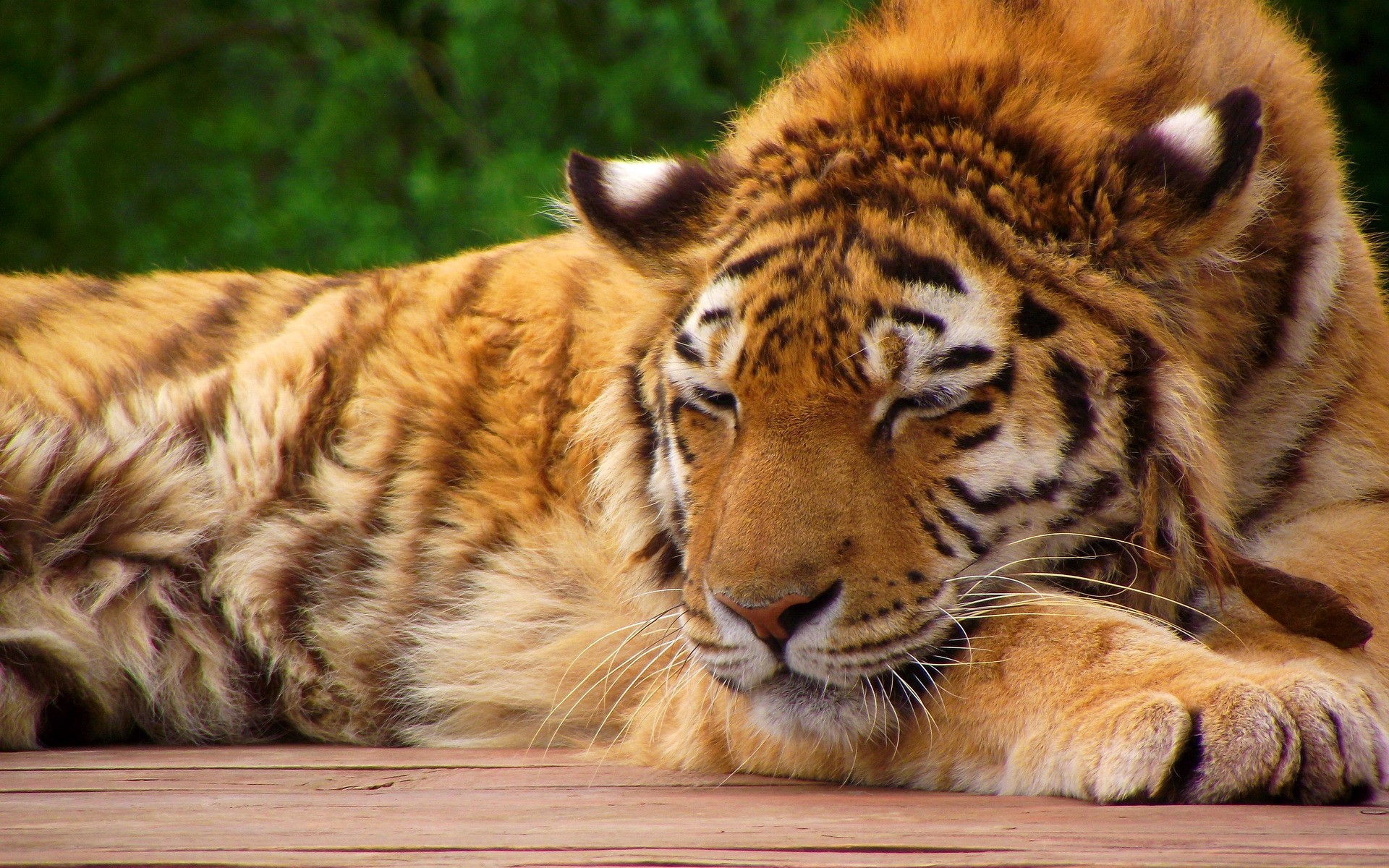 Tiger sleeping on wooden planks HD Wallpaper