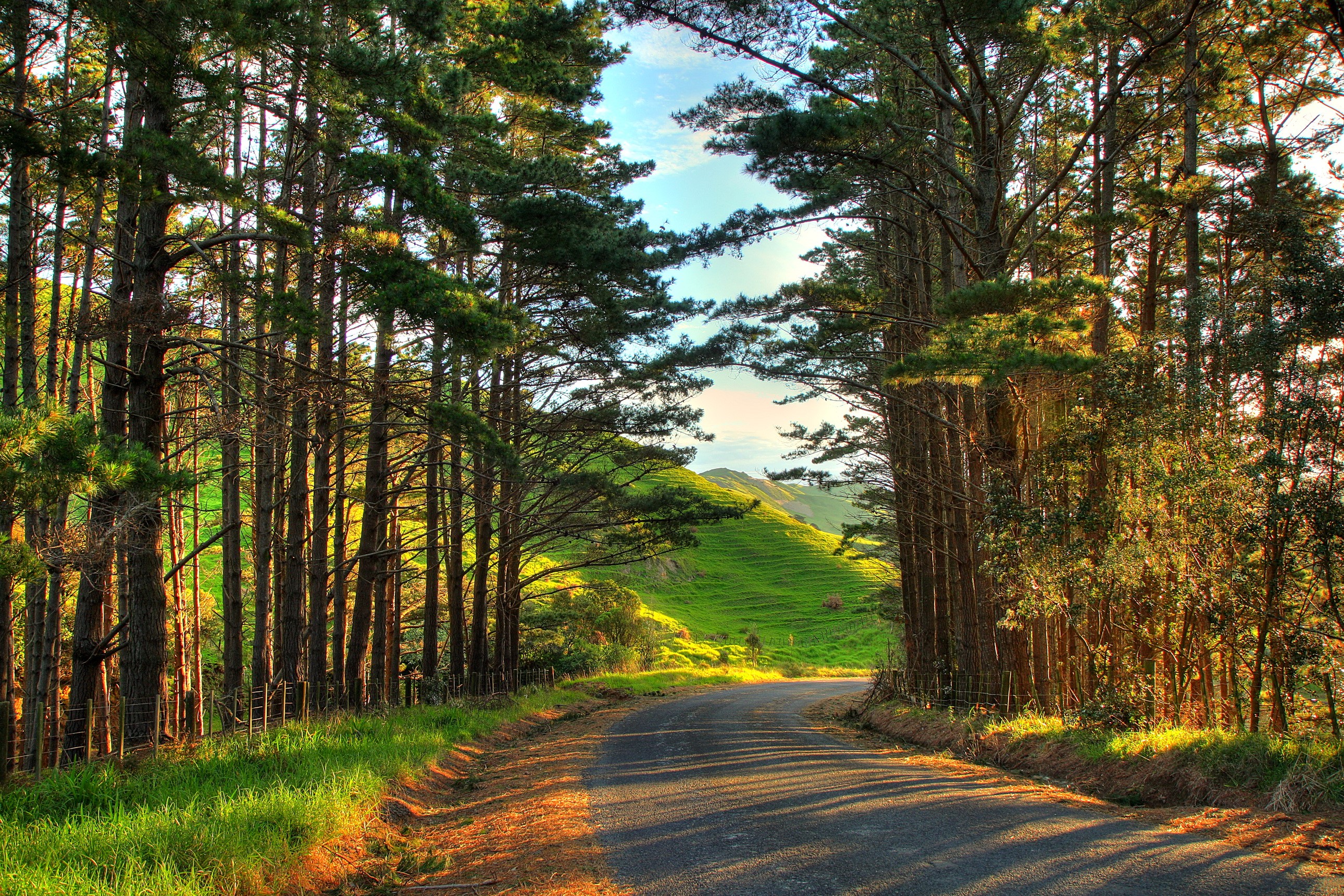 Road through a pine forest to a green hill HD Wallpaper