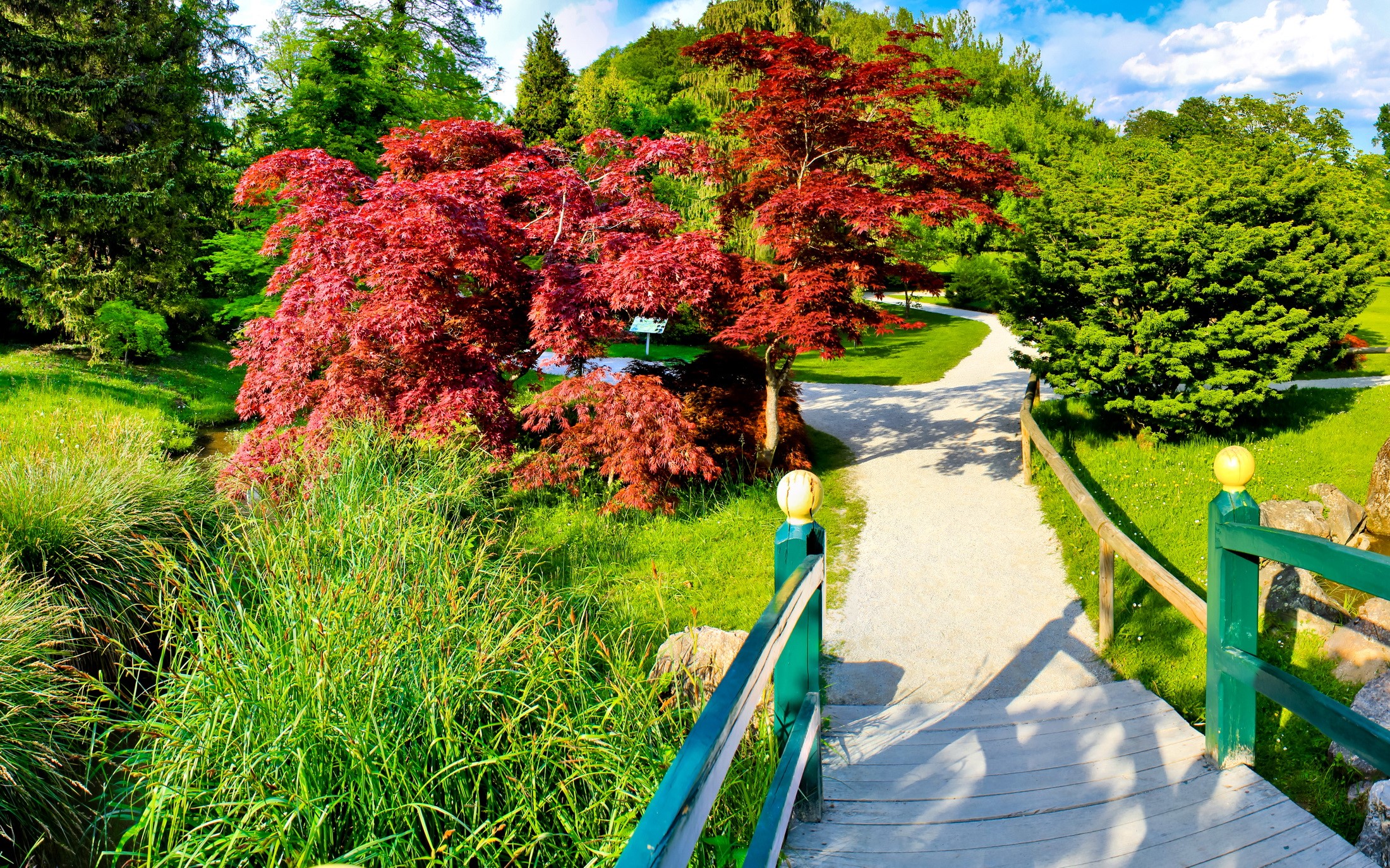 Japanese Maple tree in a garden with a bridge HD Wallpaper