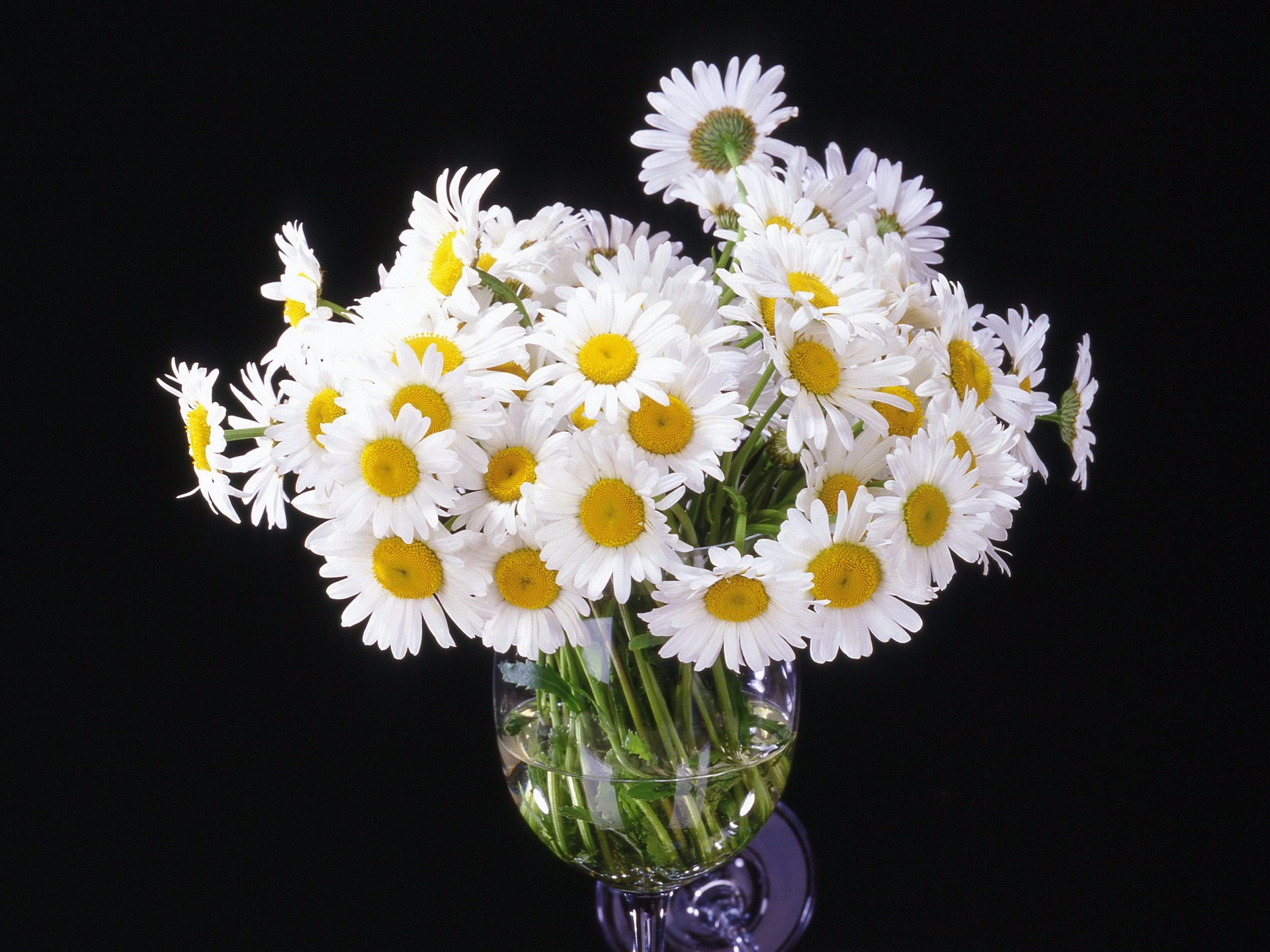 Bouquet of white daisies in a glass vase HD Wallpaper