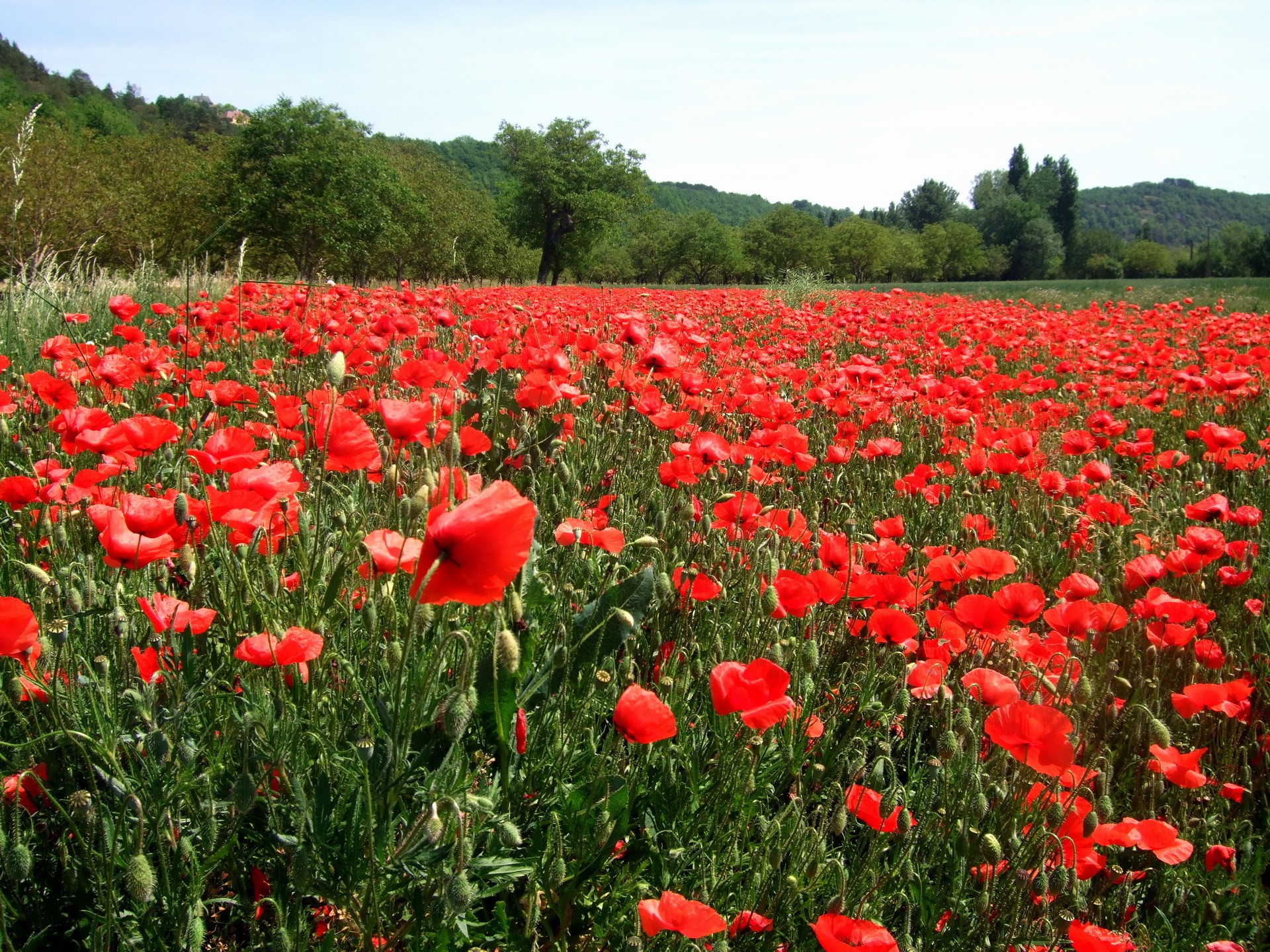 Field of Red Poppies with Trees in Background HD Wallpaper