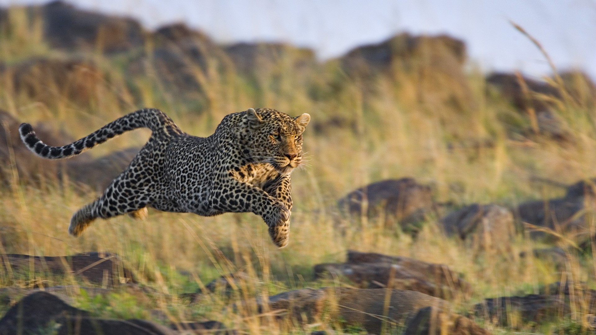 Leopard running through tall grass and rocks HD Wallpaper