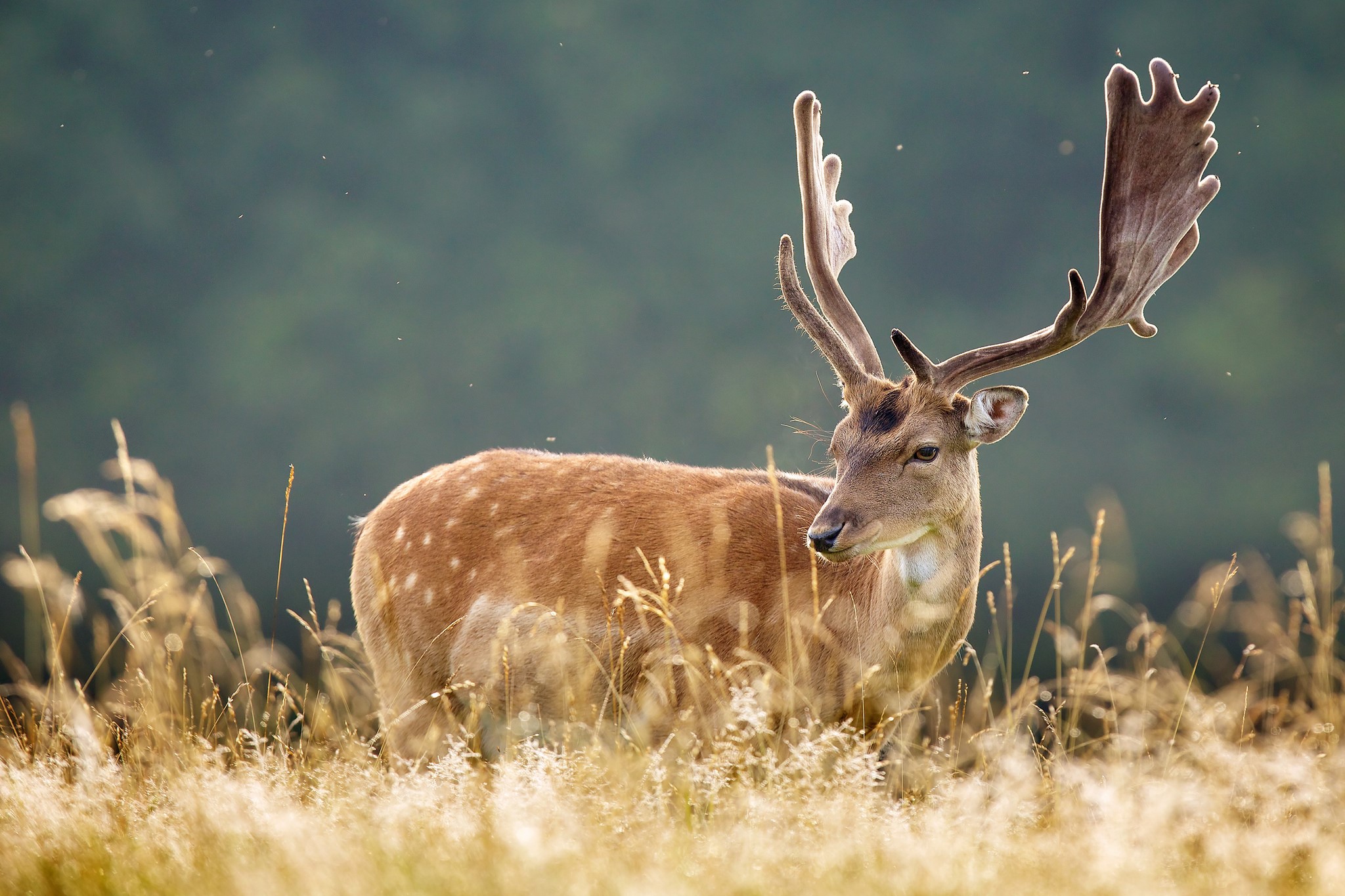 Fallow deer with large antlers in a field HD Wallpaper