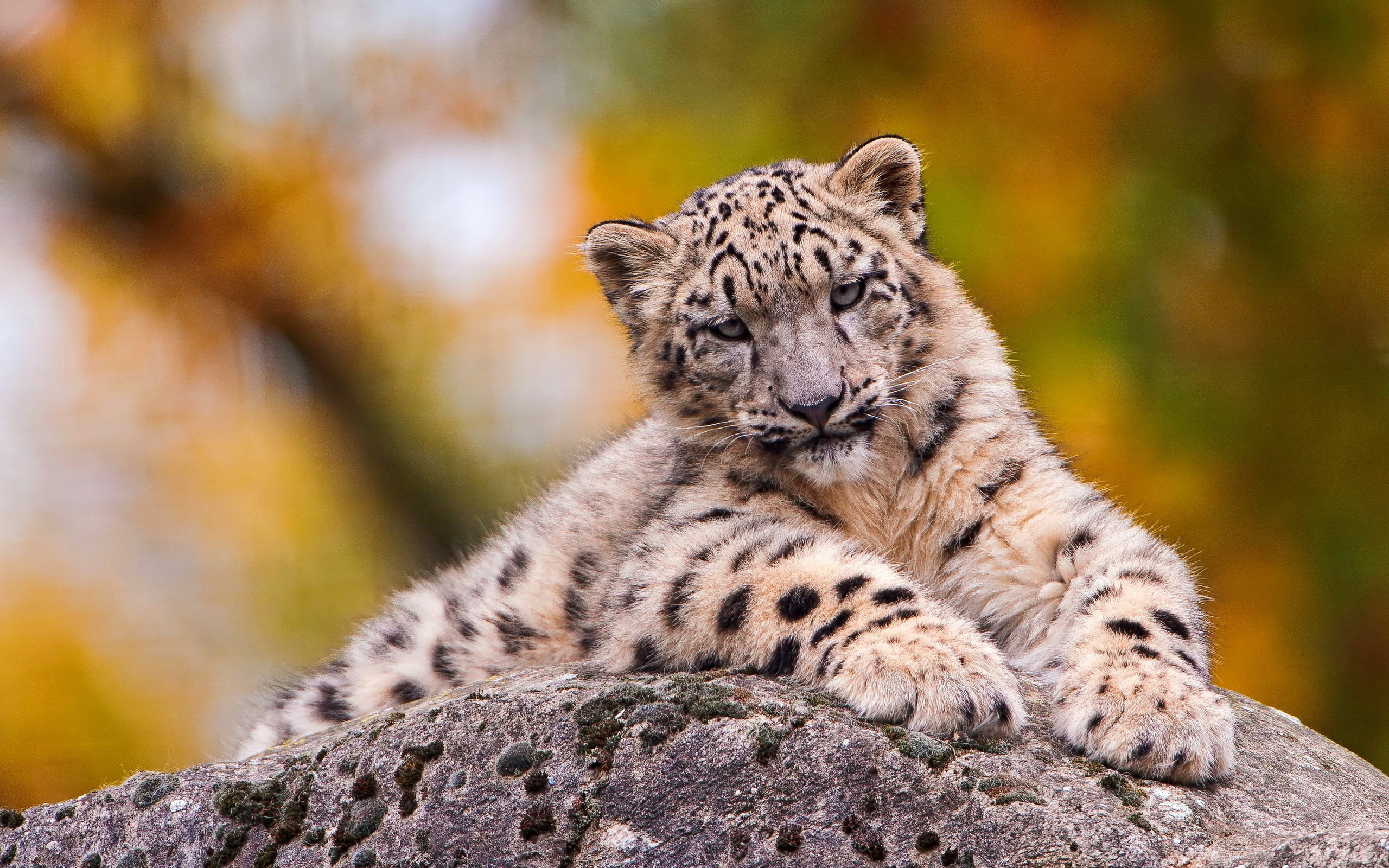 A young snow leopard rests on a rock HD Wallpaper